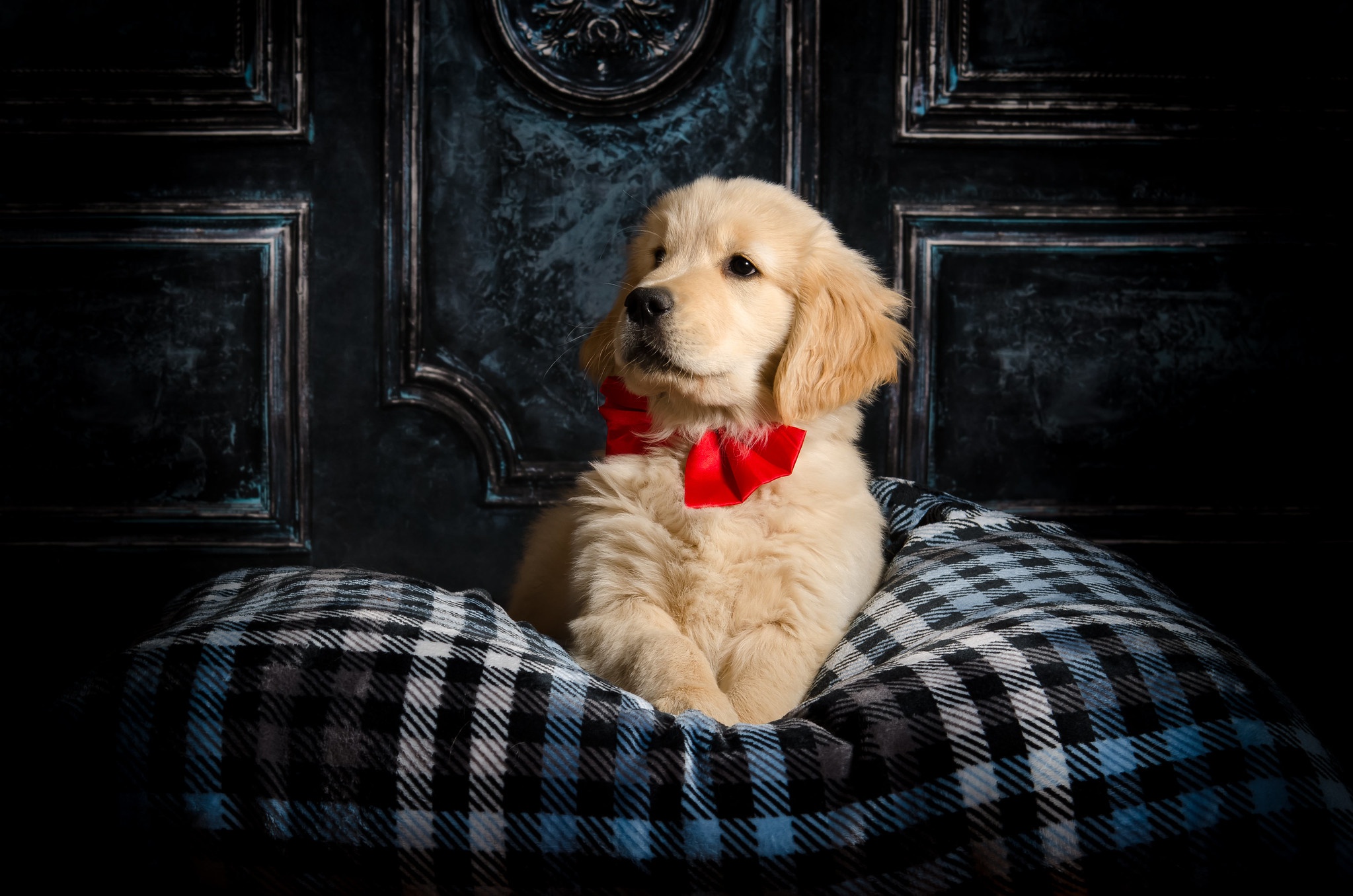 Download mobile wallpaper Dogs, Animal, Puppy, Golden Retriever, Baby Animal for free.