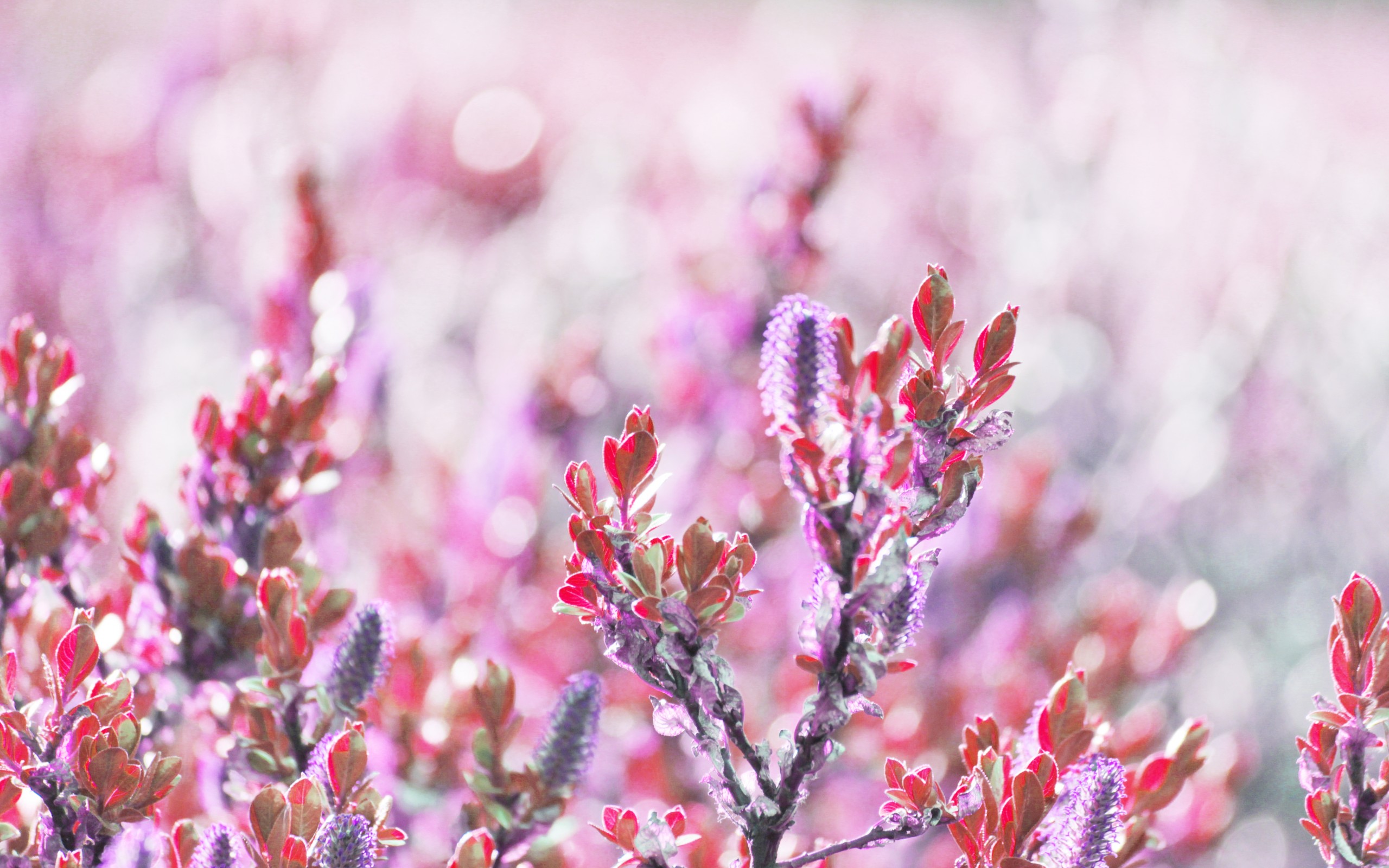 Descarga gratuita de fondo de pantalla para móvil de Flores, Florecer, Tierra/naturaleza.