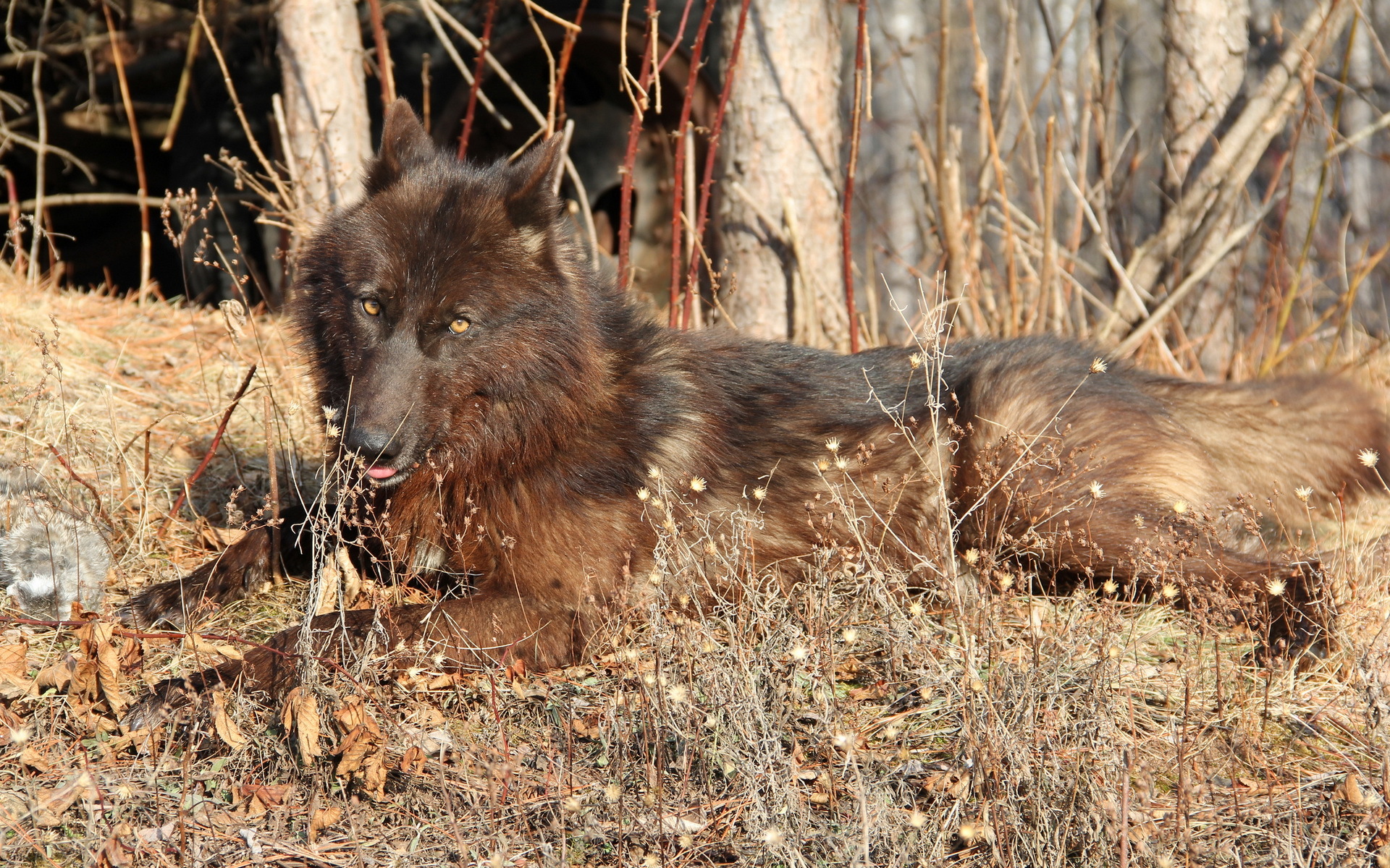 Baixar papel de parede para celular de Lobos, Lobo, Animais gratuito.