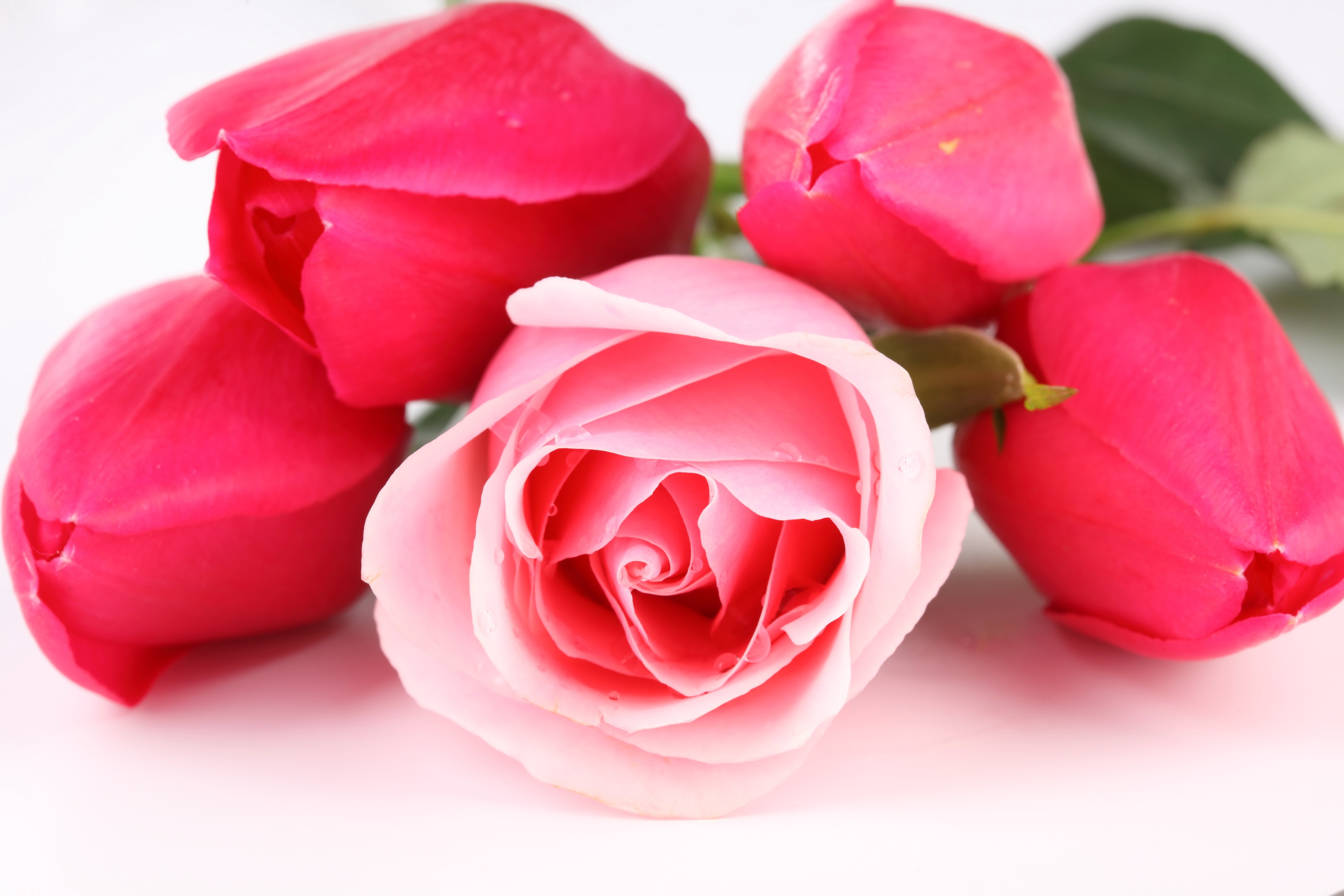 Free download wallpaper Flowers, Flower, Rose, Earth, Tulip, Pink Flower on your PC desktop