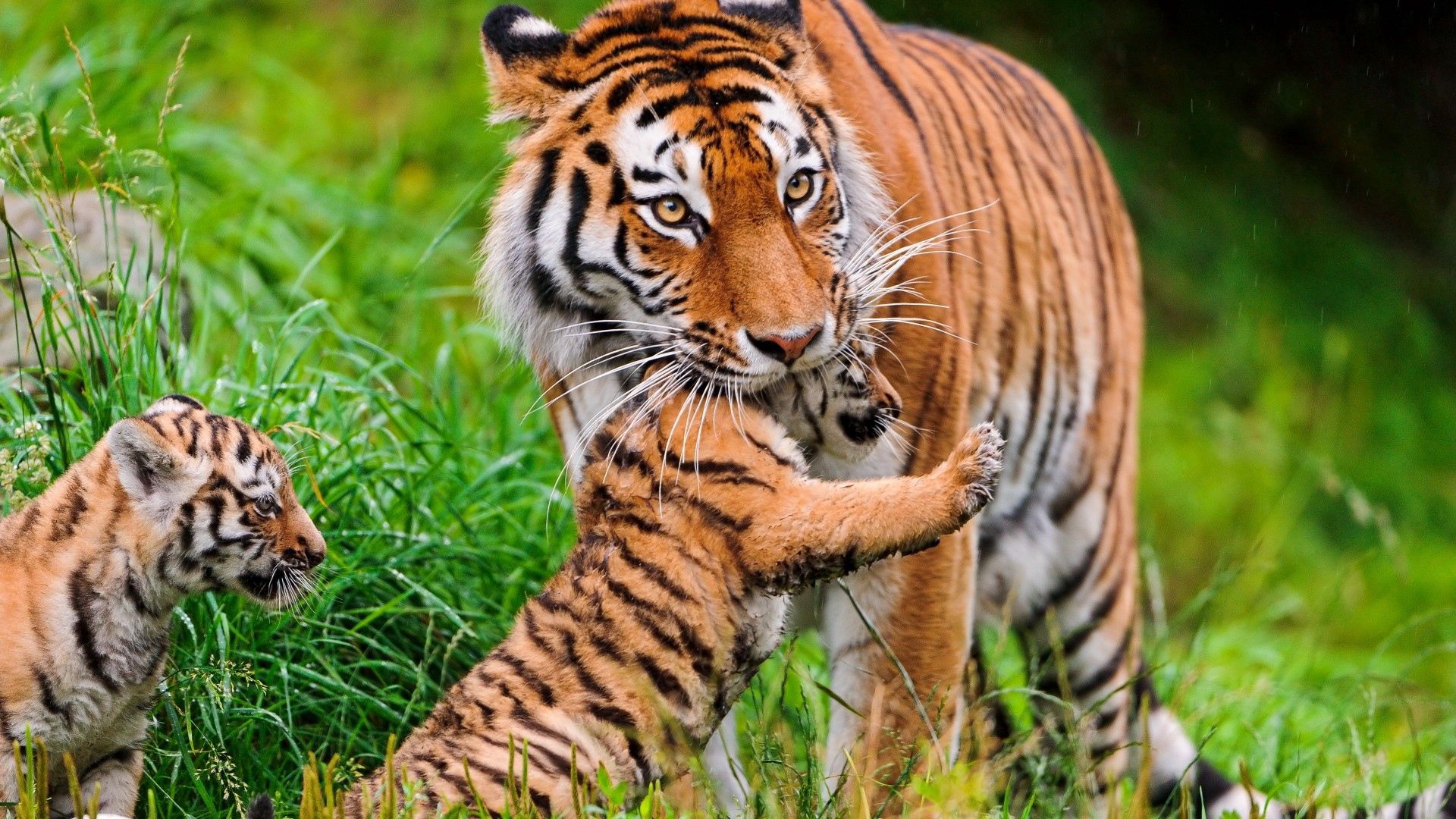 animals, young, grass, tiger, care, cubs