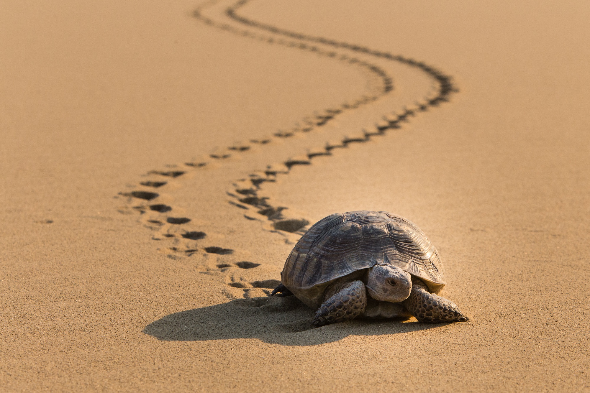 tortoise, animal, desert, sand, turtles phone wallpaper