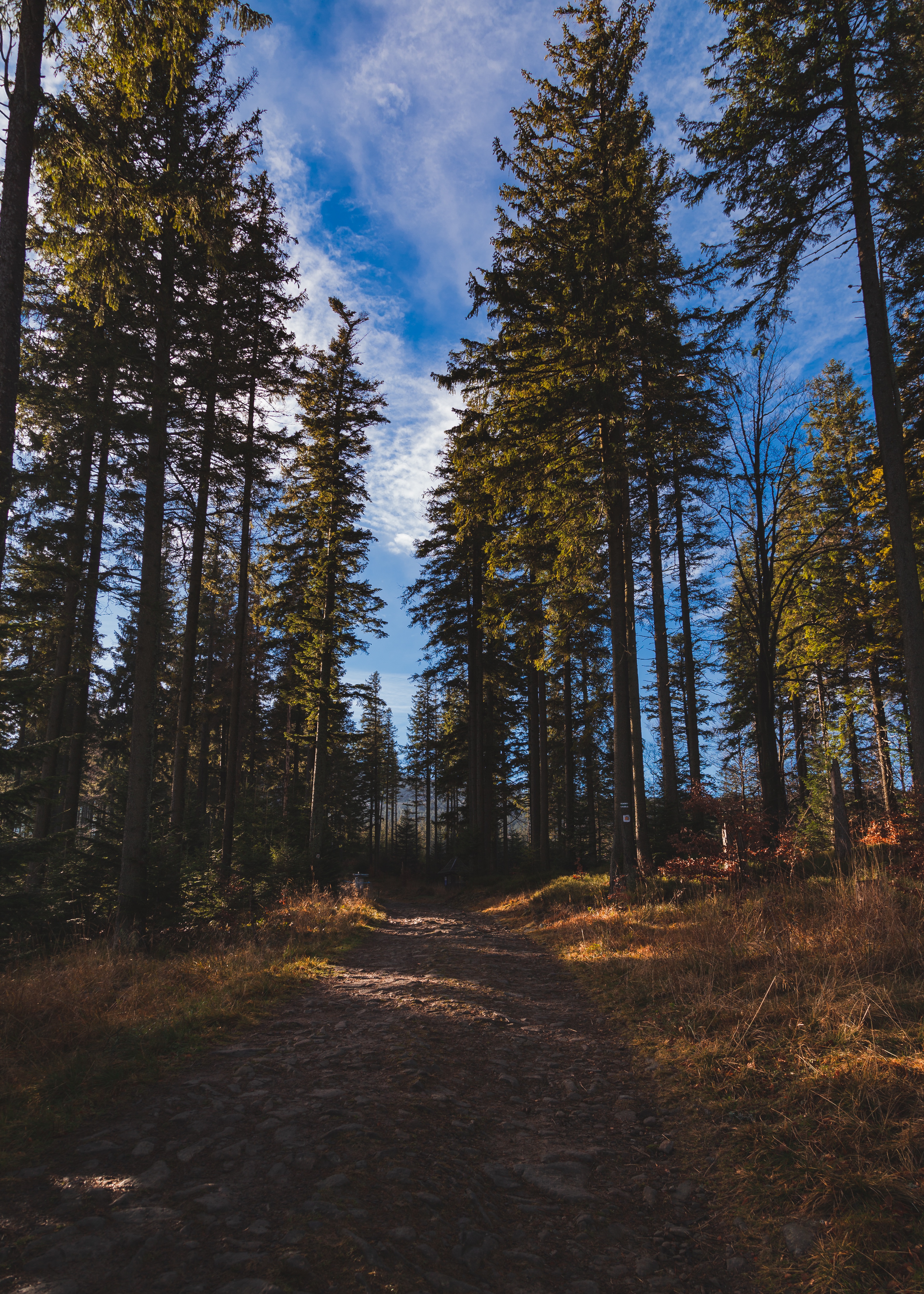 Free download wallpaper Path, Nature, Trees, Pine, Forest on your PC desktop