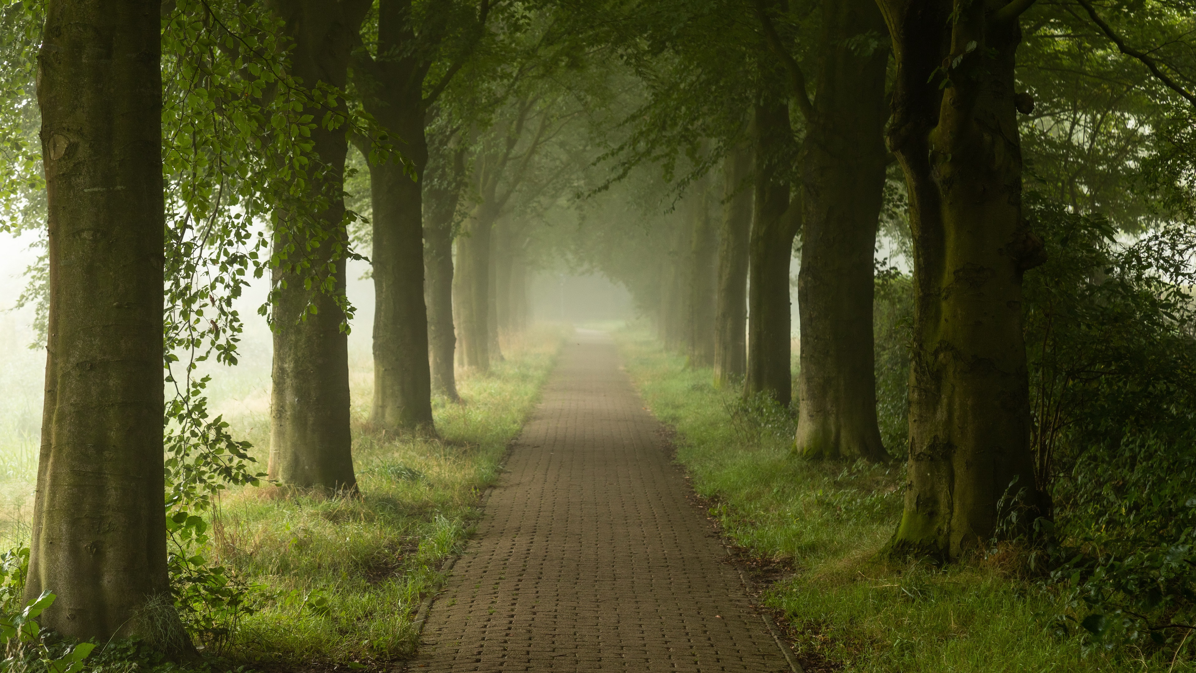 Download mobile wallpaper Park, Path, Man Made, Tree Lined for free.