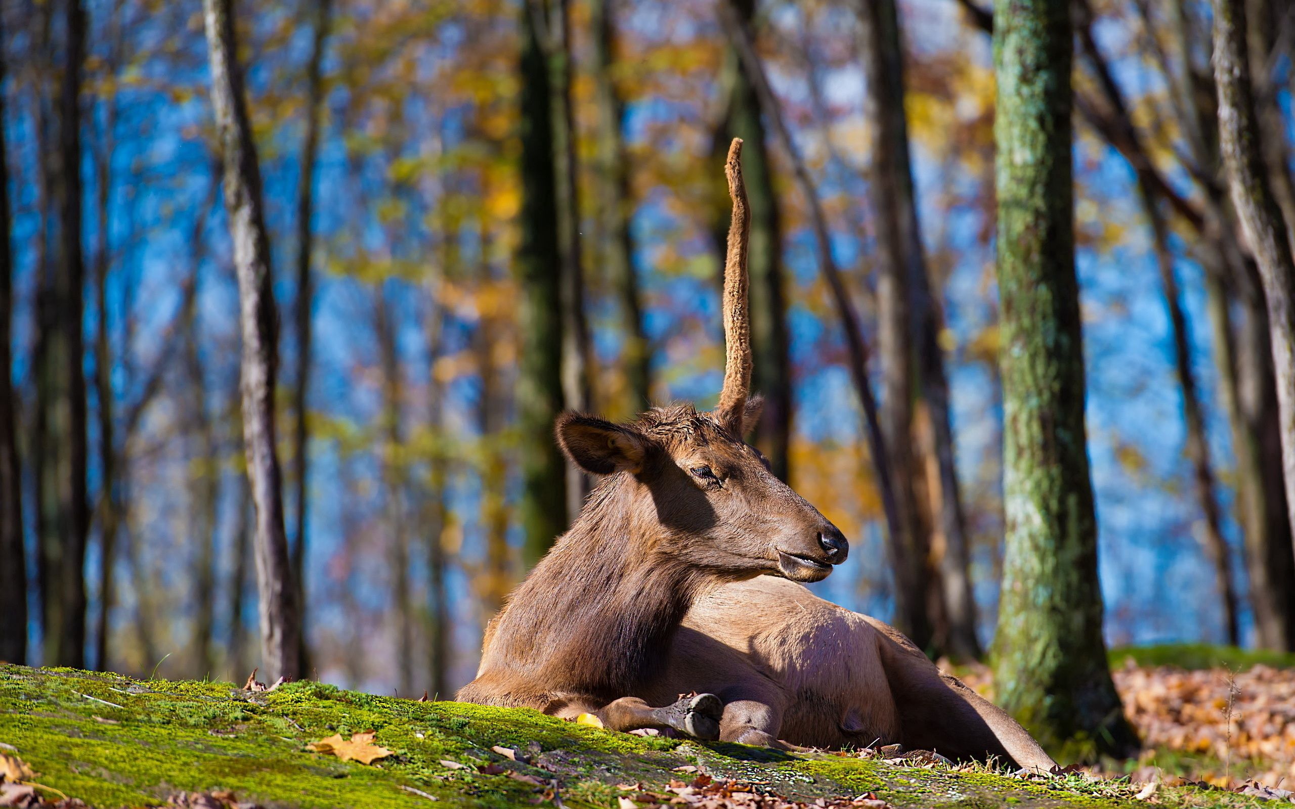 Free download wallpaper Animals, Trees, Grass, Sit, Deer on your PC desktop
