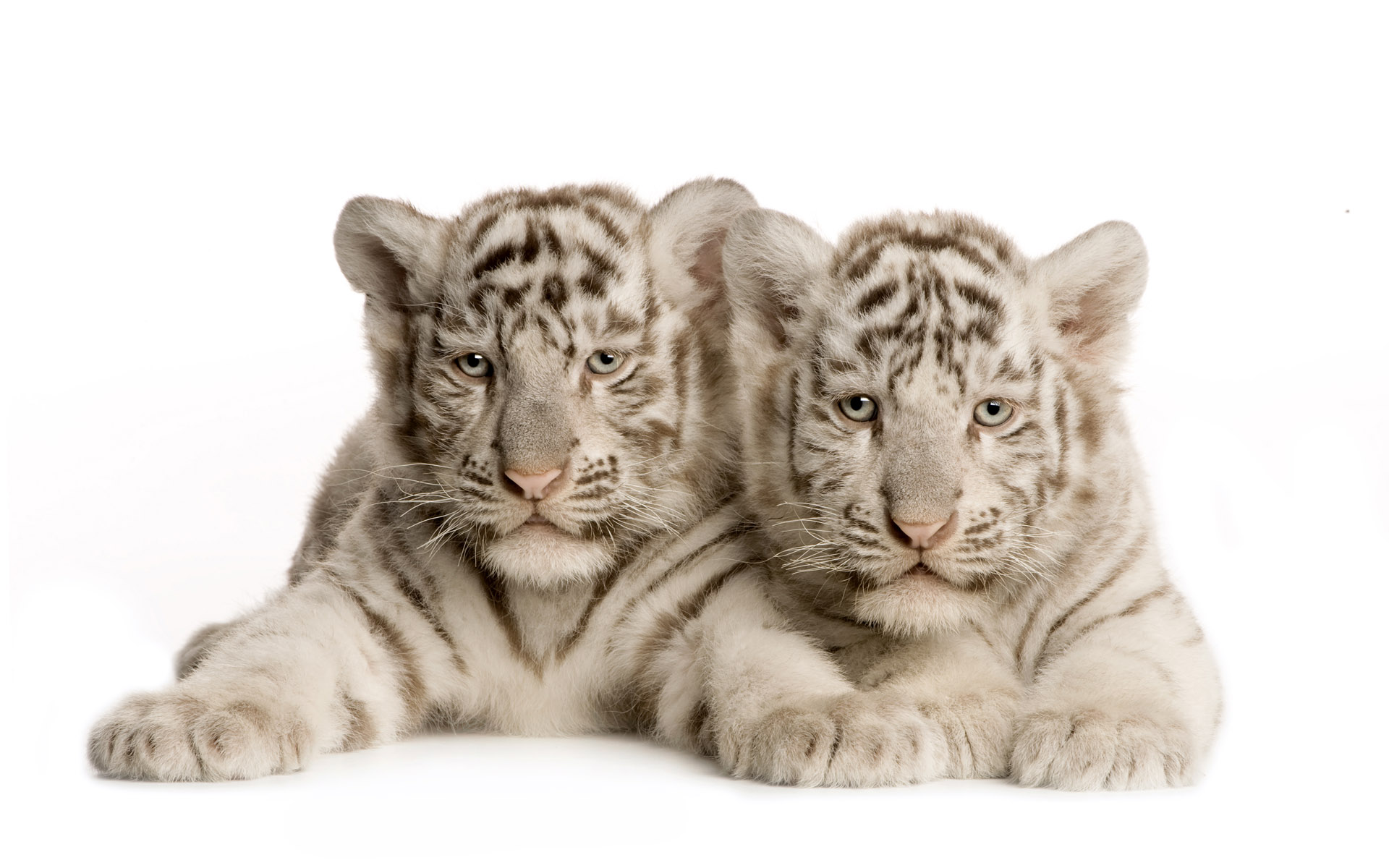Laden Sie das Tiere, Weißer Tiger-Bild kostenlos auf Ihren PC-Desktop herunter