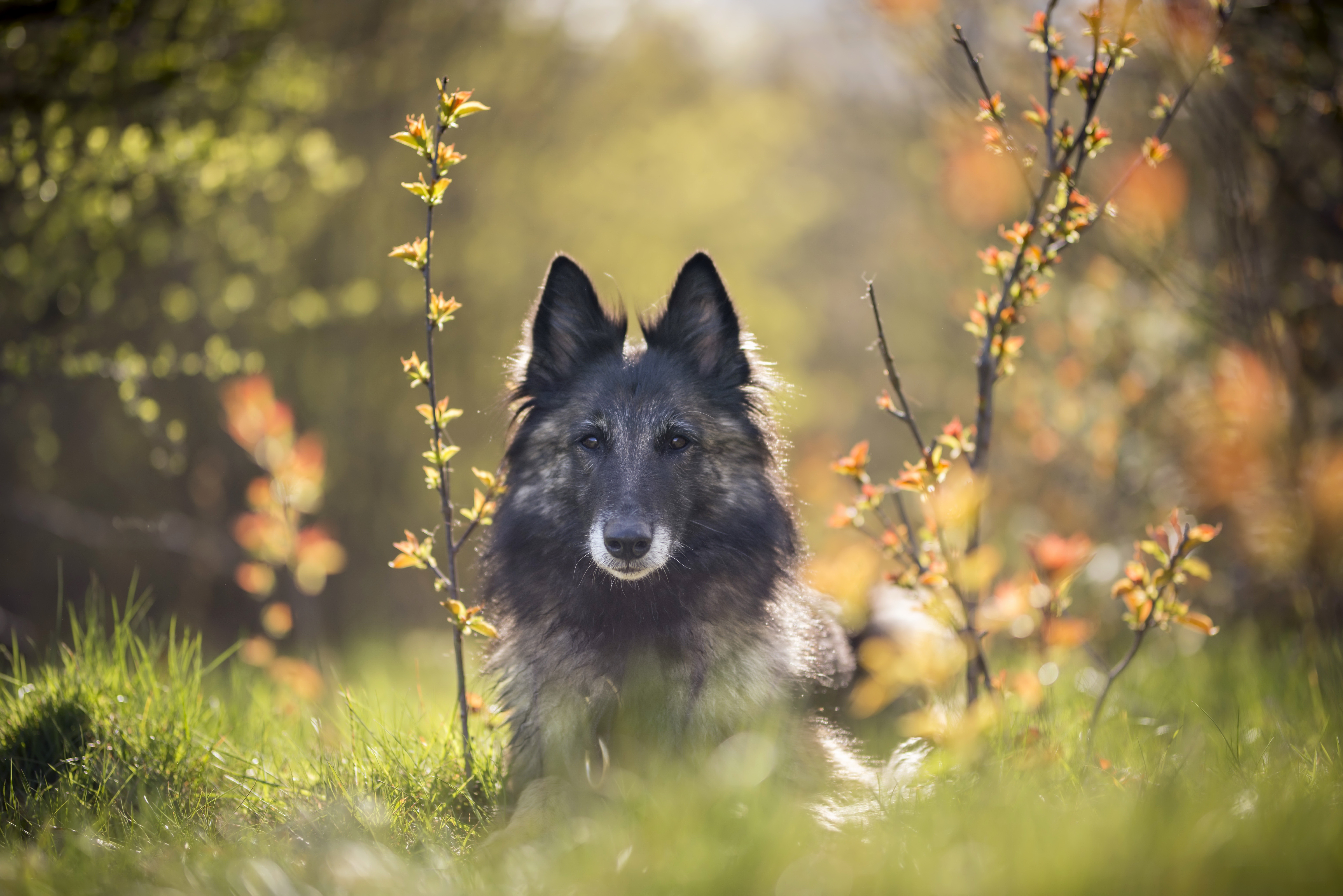 Baixe gratuitamente a imagem Animais, Cães, Cão na área de trabalho do seu PC