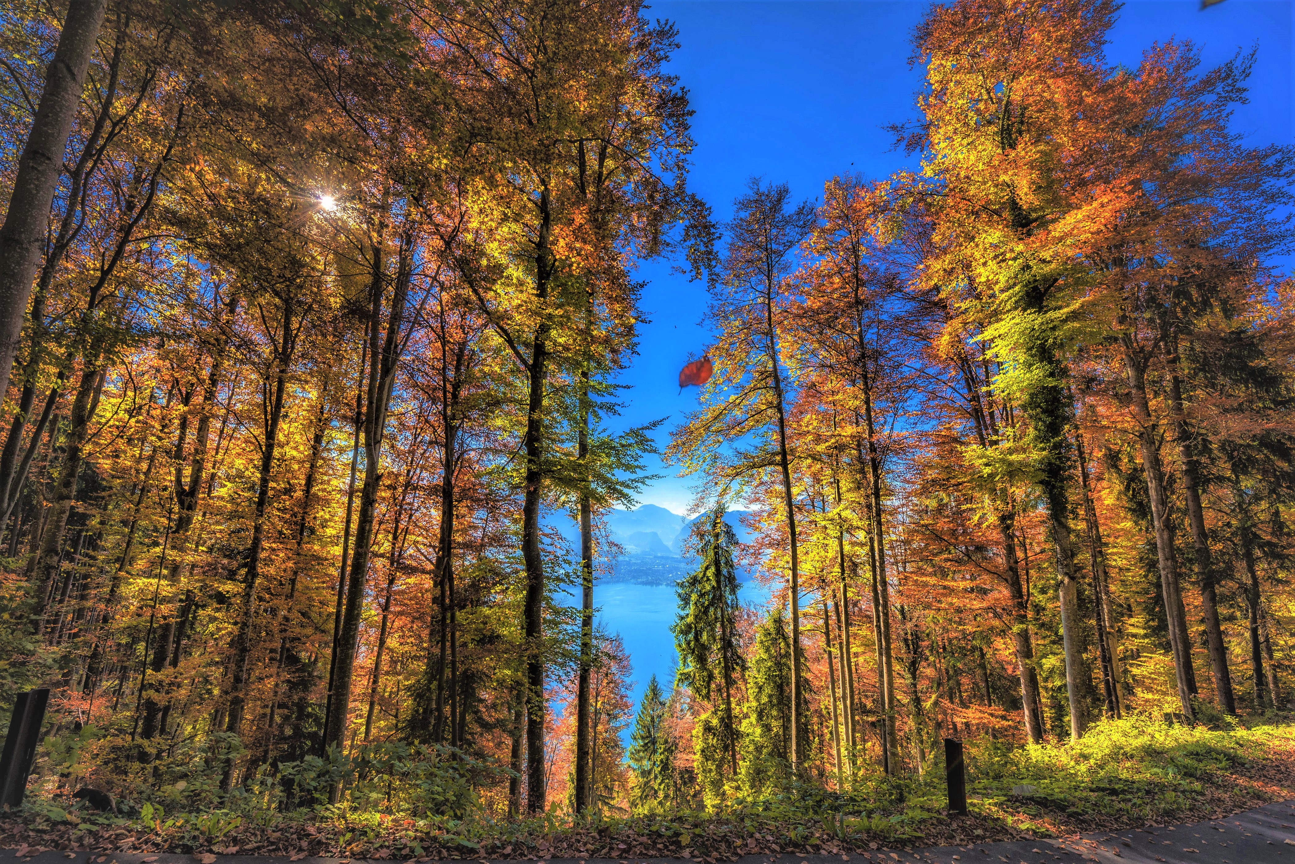 Скачать картинку Деревья, Осень, Озеро, Дерево, Красочный, Земля/природа в телефон бесплатно.