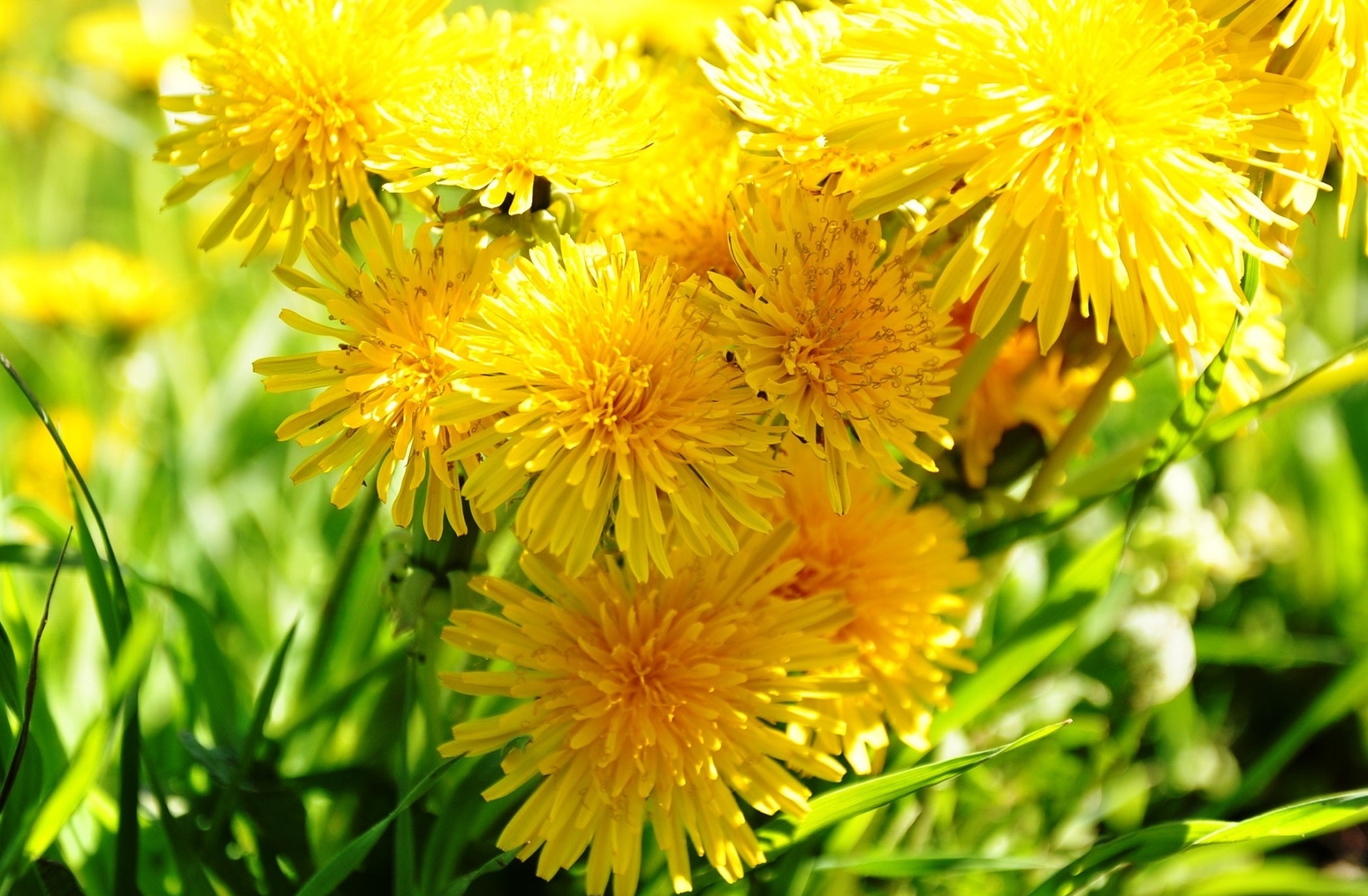 Download mobile wallpaper Earth, Dandelion, Yellow Flower for free.