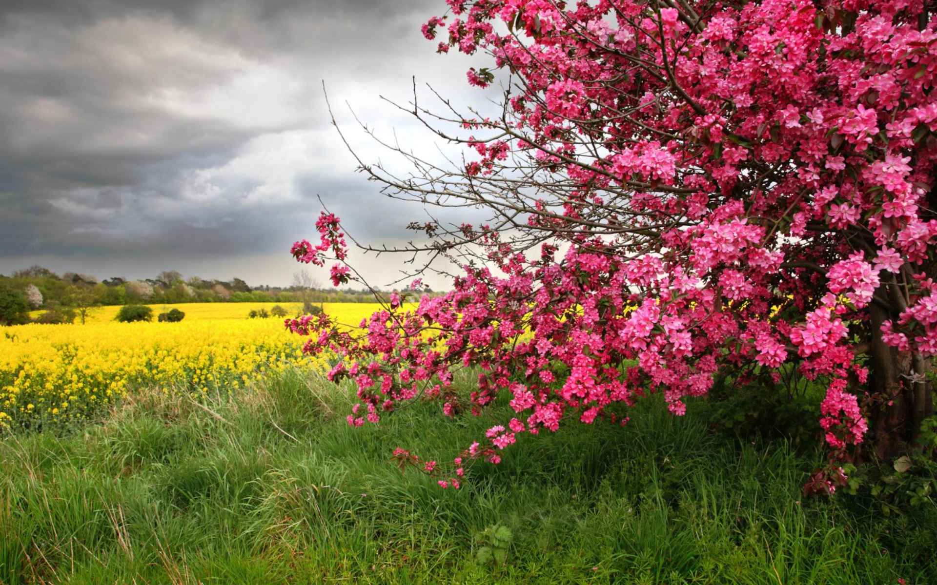 Download mobile wallpaper Bush, Earth, Field, Spring, Yellow Flower, Blossom, Pink Flower for free.