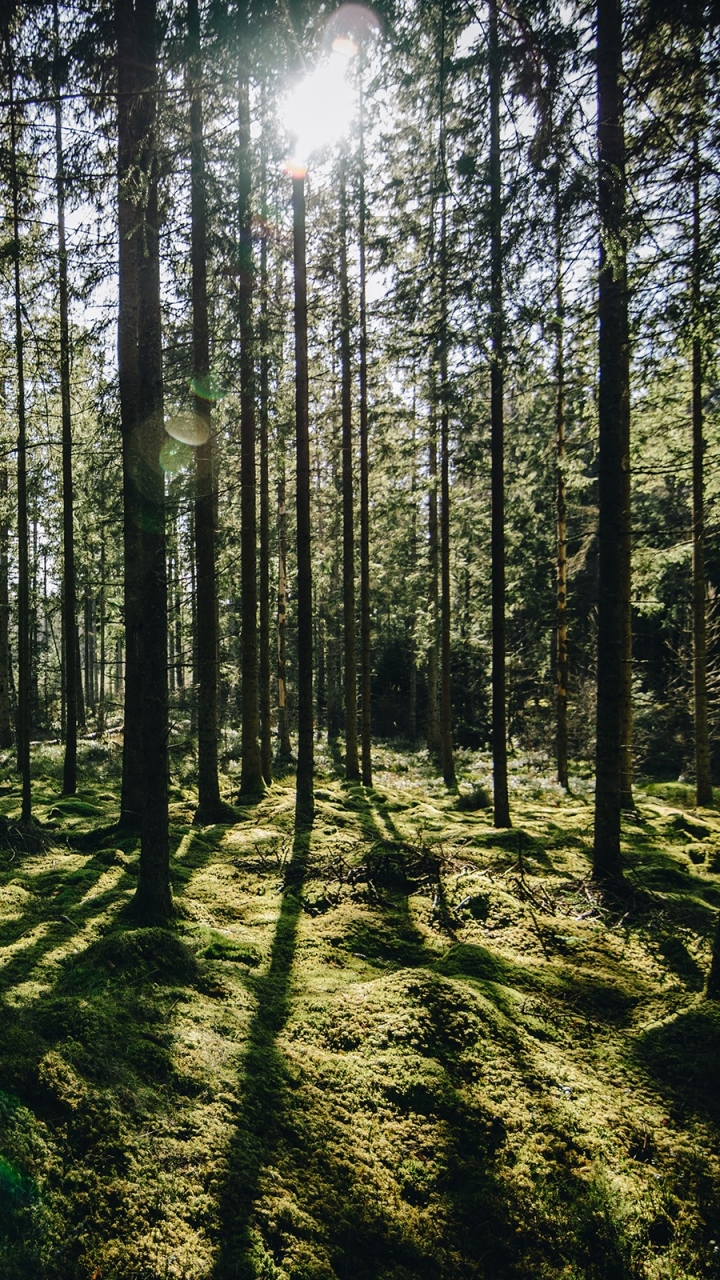 Descarga gratuita de fondo de pantalla para móvil de Naturaleza, Bosque, Árbol, Musgo, Tierra/naturaleza.