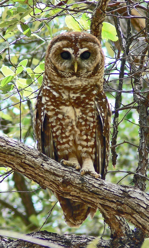 Download mobile wallpaper Birds, Owl, Animal for free.