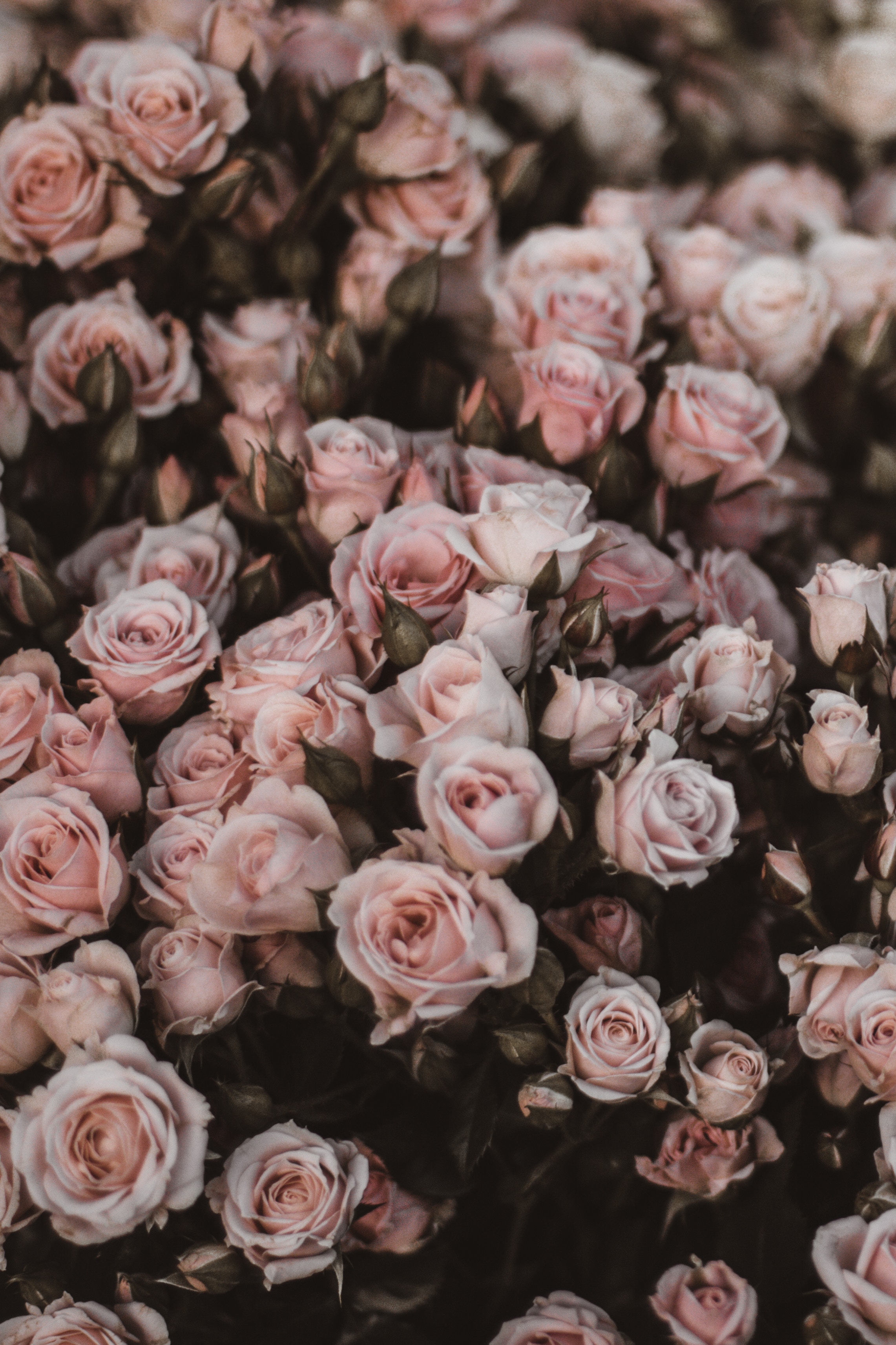 125137 descargar imagen flores, roses, ramo, romance, rosa claro: fondos de pantalla y protectores de pantalla gratis
