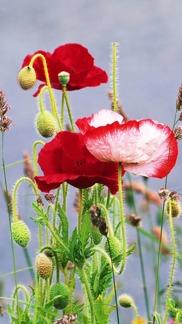 Handy-Wallpaper Blumen, Mohn, Erde/natur kostenlos herunterladen.