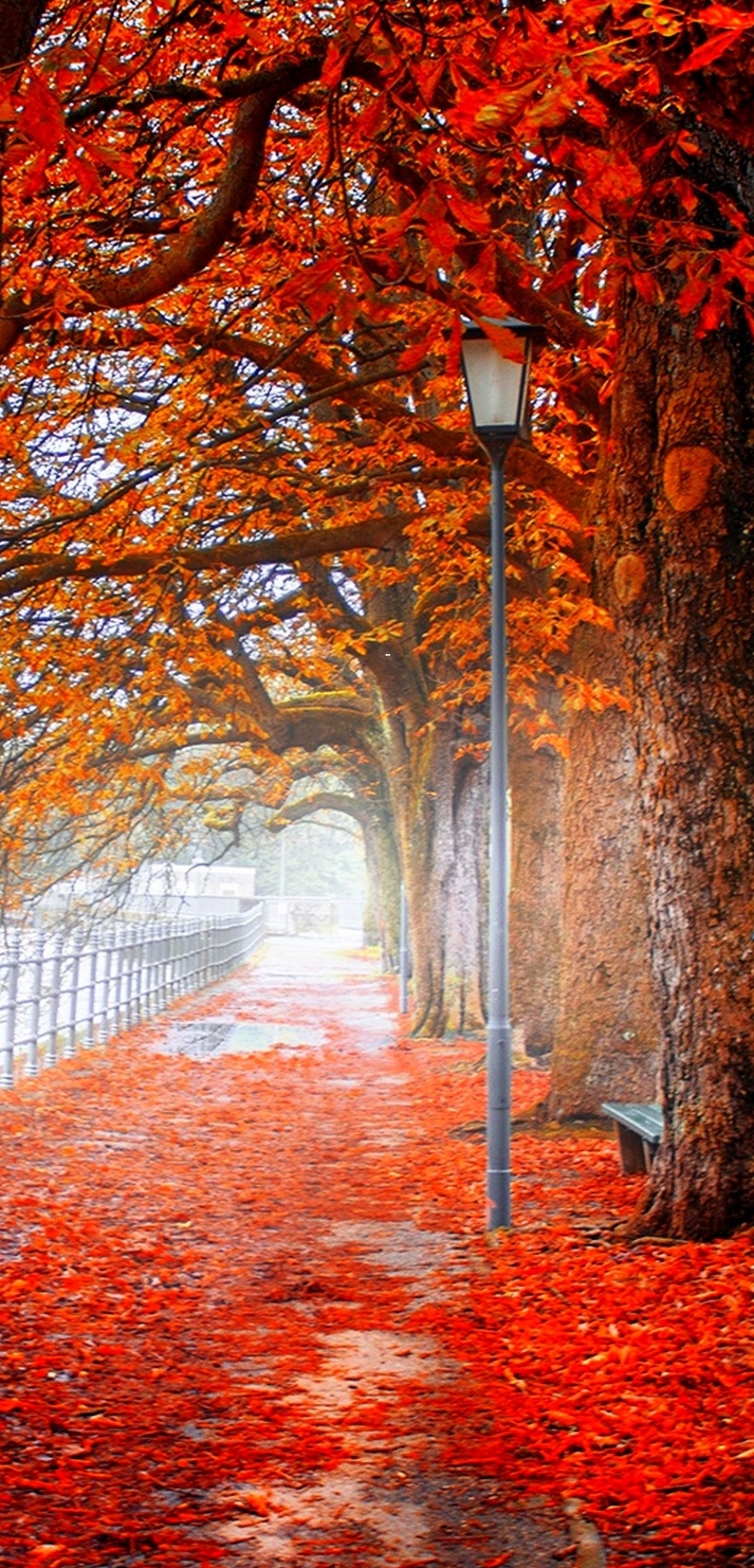 Download mobile wallpaper Park, Tree, Leaf, Fall, Photography, Orange (Color) for free.