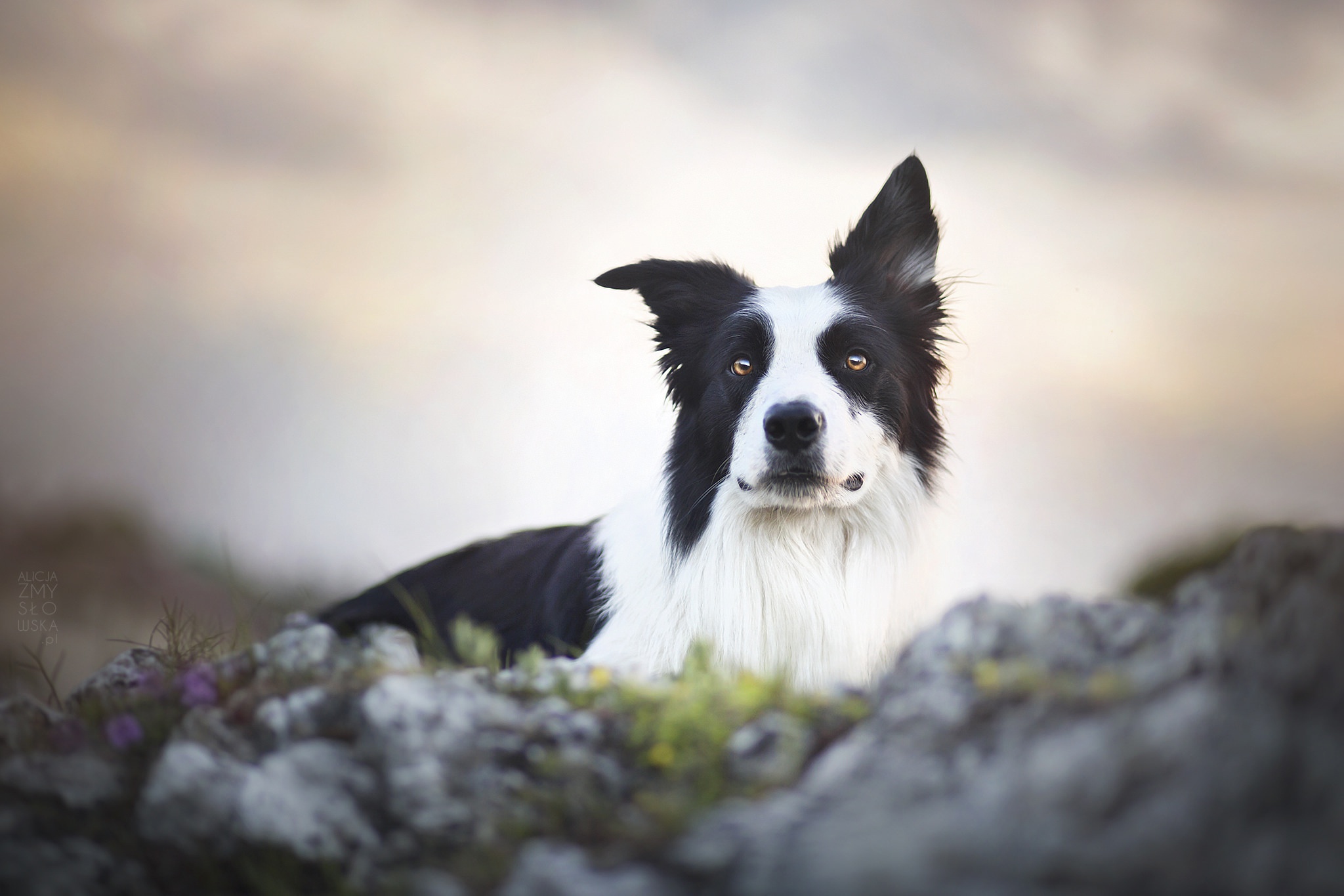 Free download wallpaper Dogs, Dog, Animal, Border Collie, Stare on your PC desktop