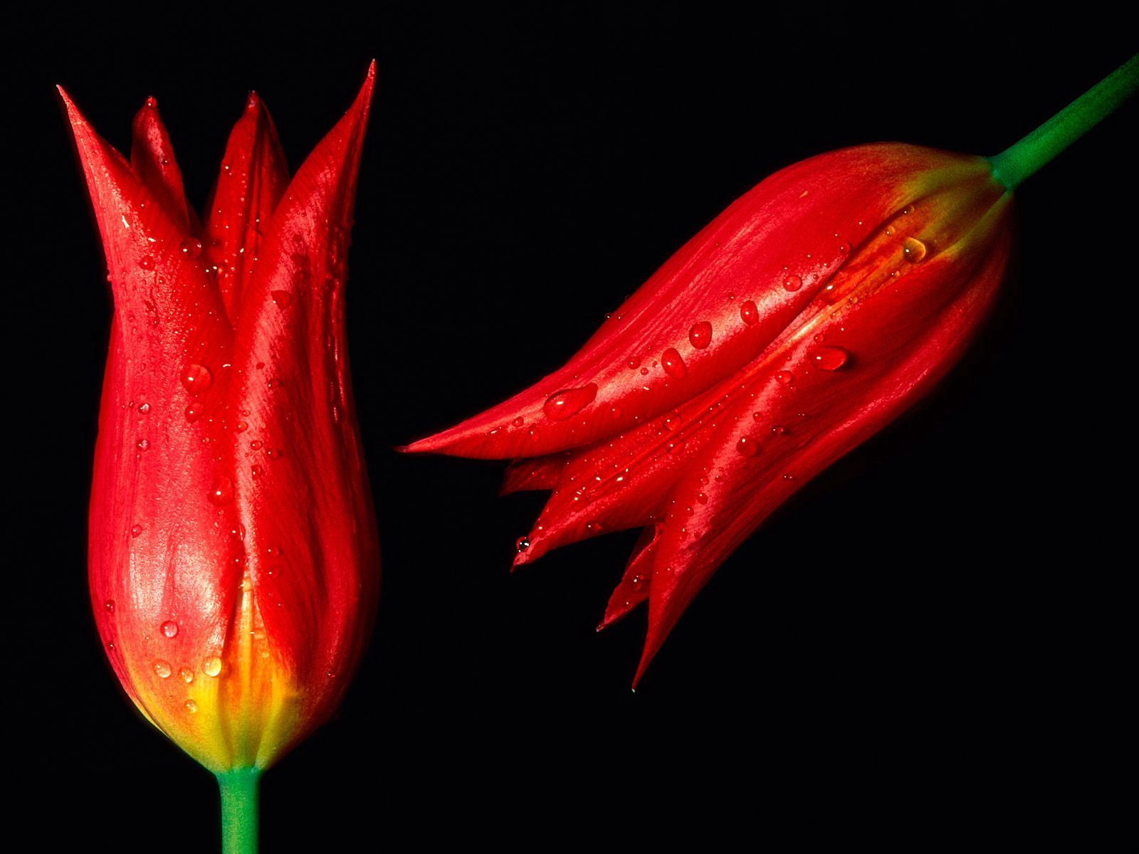 80983 descargar fondo de pantalla flores, fondo, tulipanes, drops, rojo, dos: protectores de pantalla e imágenes gratis