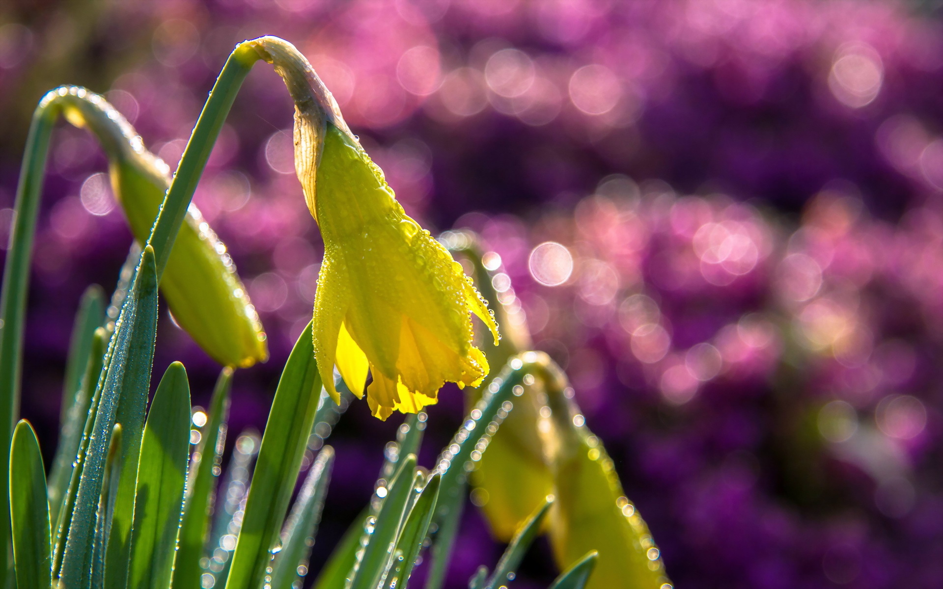 Descarga gratuita de fondo de pantalla para móvil de Flores, Flor, Tierra/naturaleza.