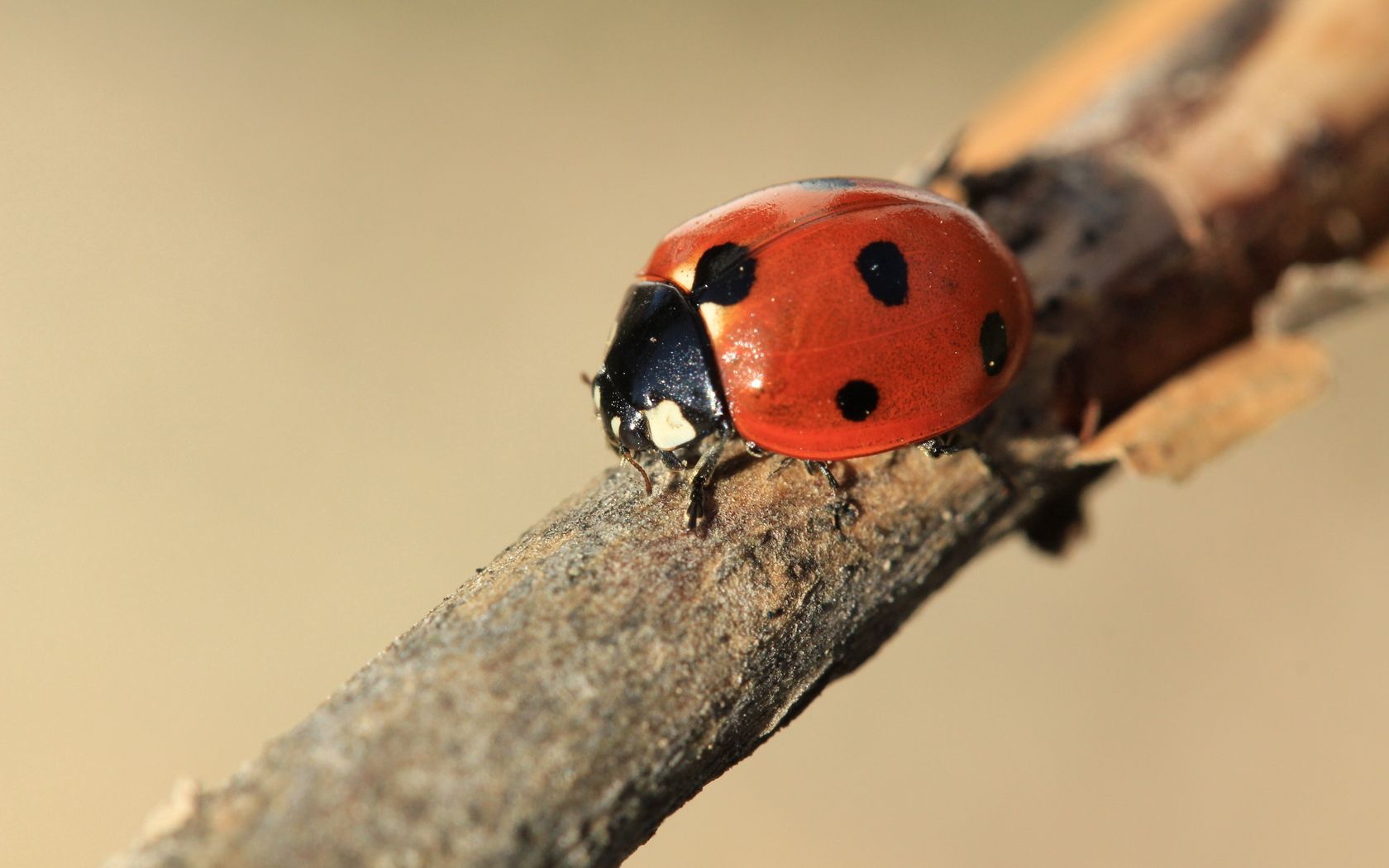 Download mobile wallpaper Branch, Ladybird, Insect, Ladybug, Macro for free.