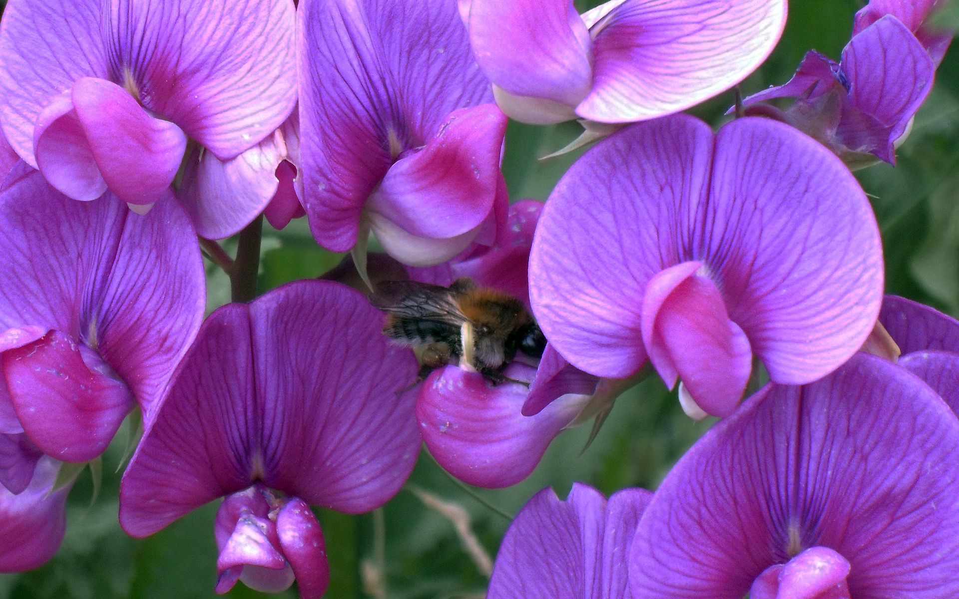 Descarga gratis la imagen Flores, Flor, Tierra/naturaleza en el escritorio de tu PC