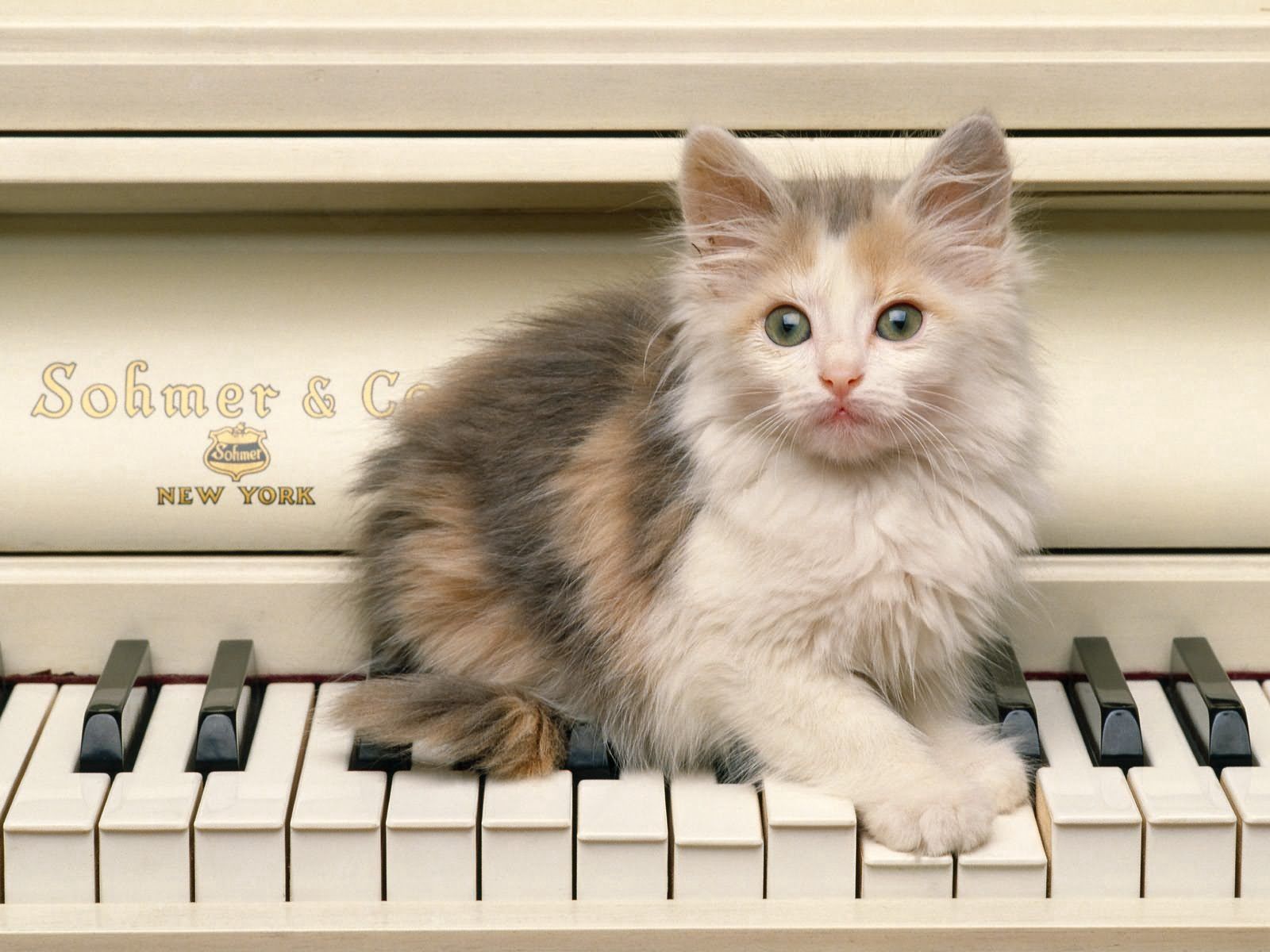 90336 télécharger l'image chaton, animaux, piano, duveteux, pelucheux, minou, vue, opinion, piano à queue - fonds d'écran et économiseurs d'écran gratuits
