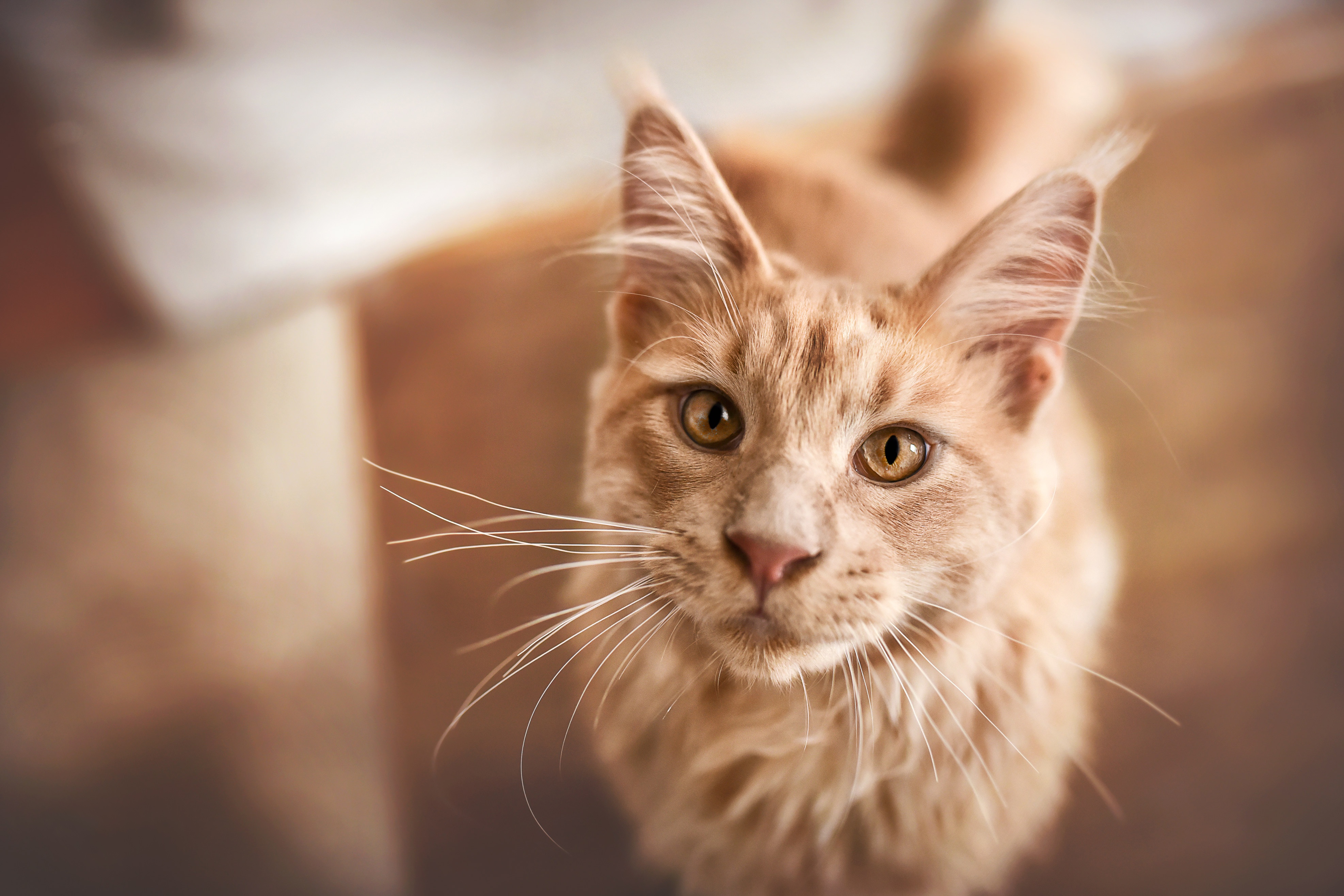 無料モバイル壁紙動物, 猫, メインクーンをダウンロードします。