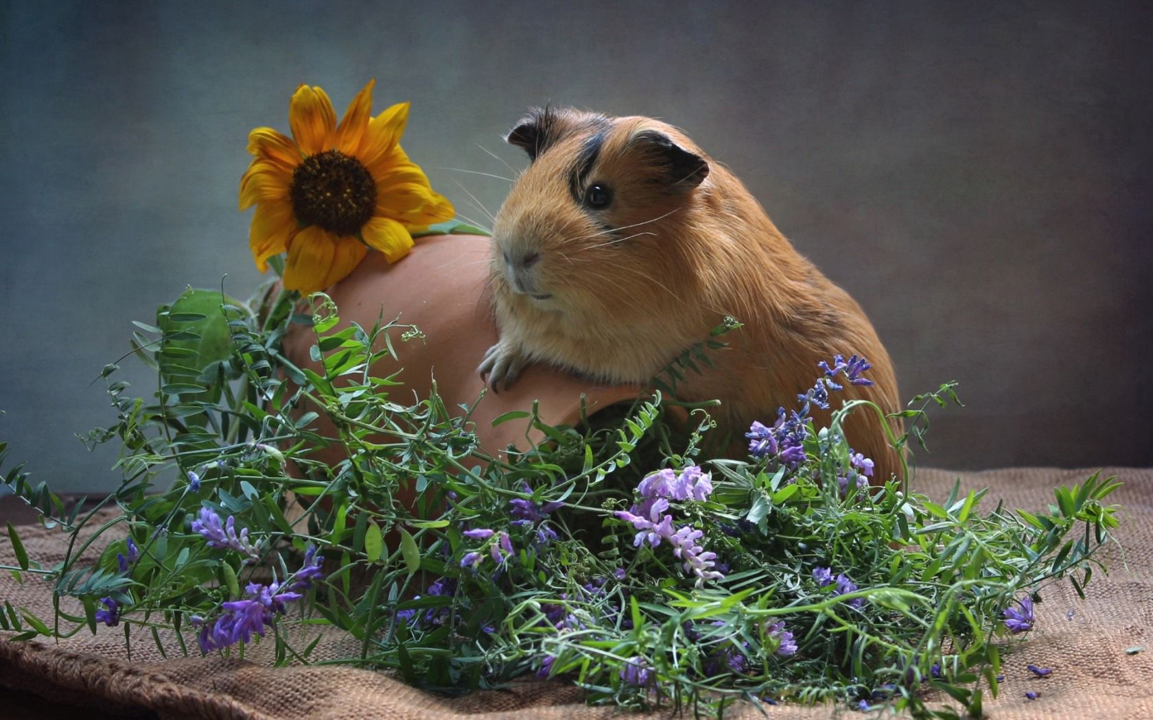 guinea pig, animals, flowers, jug, rodent HD wallpaper