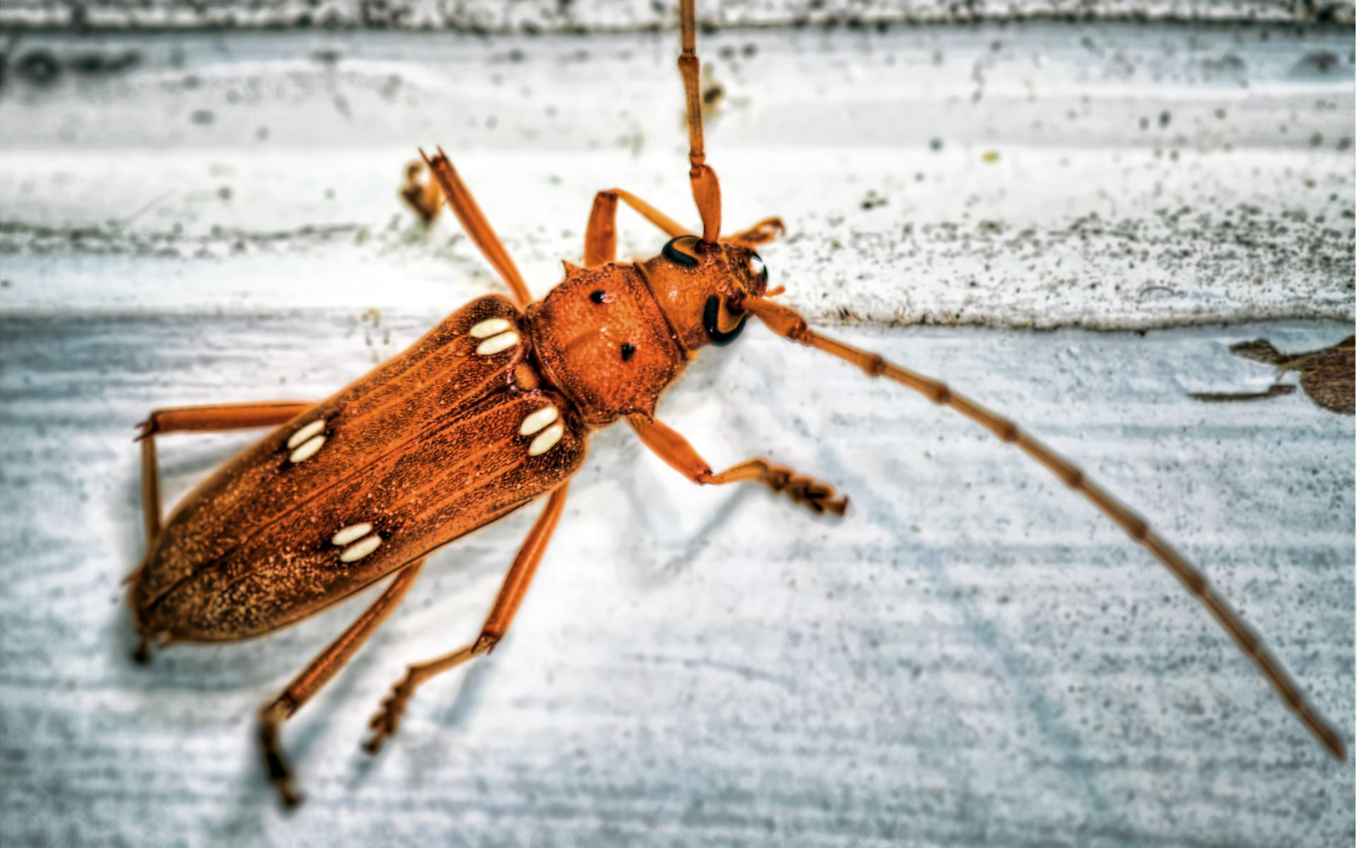 Téléchargez des papiers peints mobile Animaux, Insecte gratuitement.