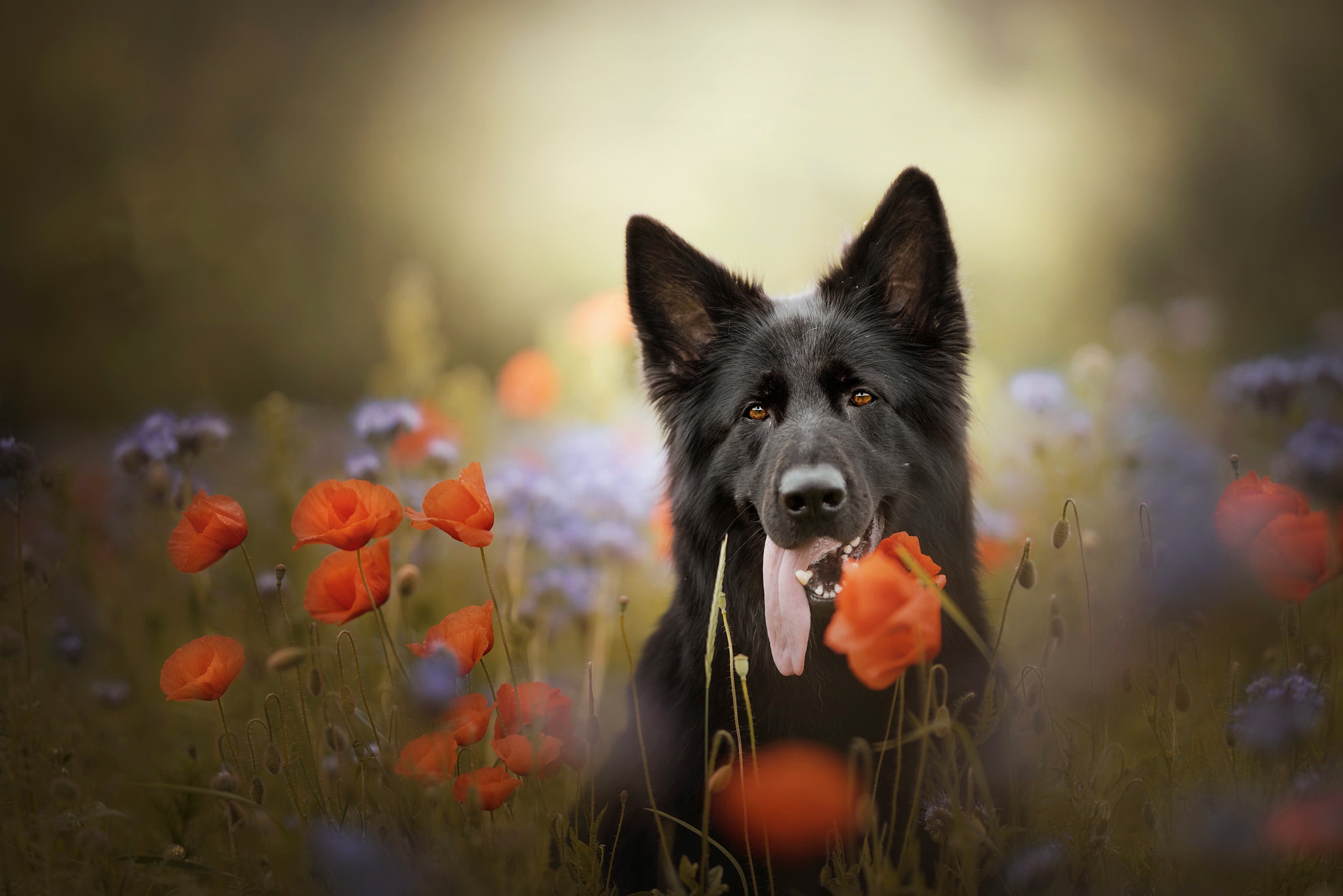 Handy-Wallpaper Tiere, Hunde, Mohn, Hund, Rote Blume kostenlos herunterladen.