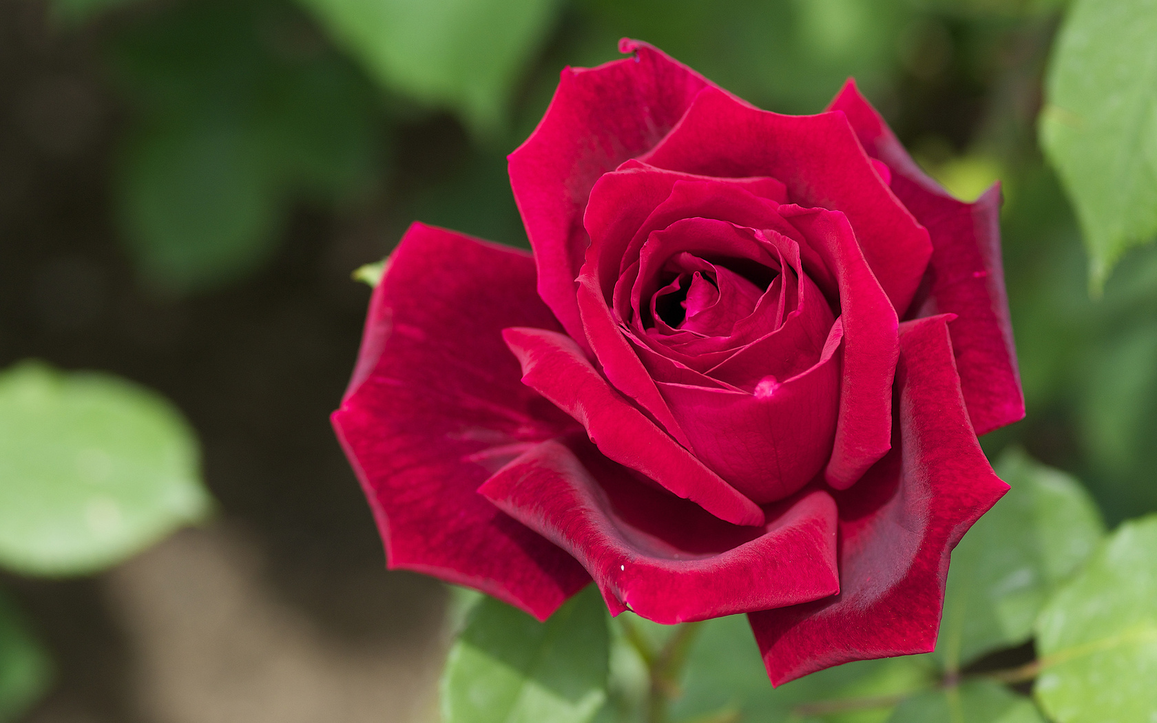 Baixe gratuitamente a imagem Rosas, Plantas, Flores na área de trabalho do seu PC