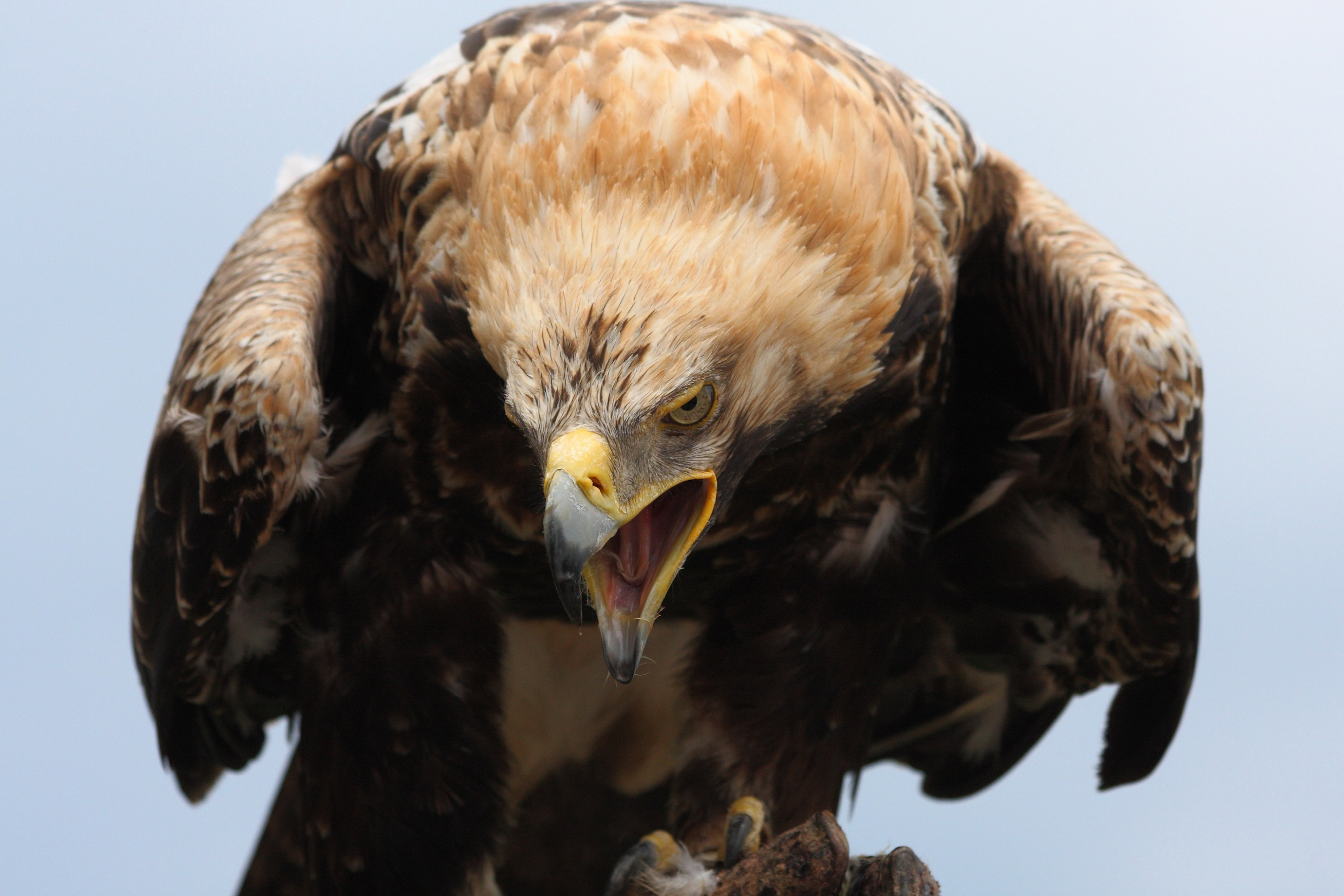 Descarga gratuita de fondo de pantalla para móvil de Animales, Águila, Aves.