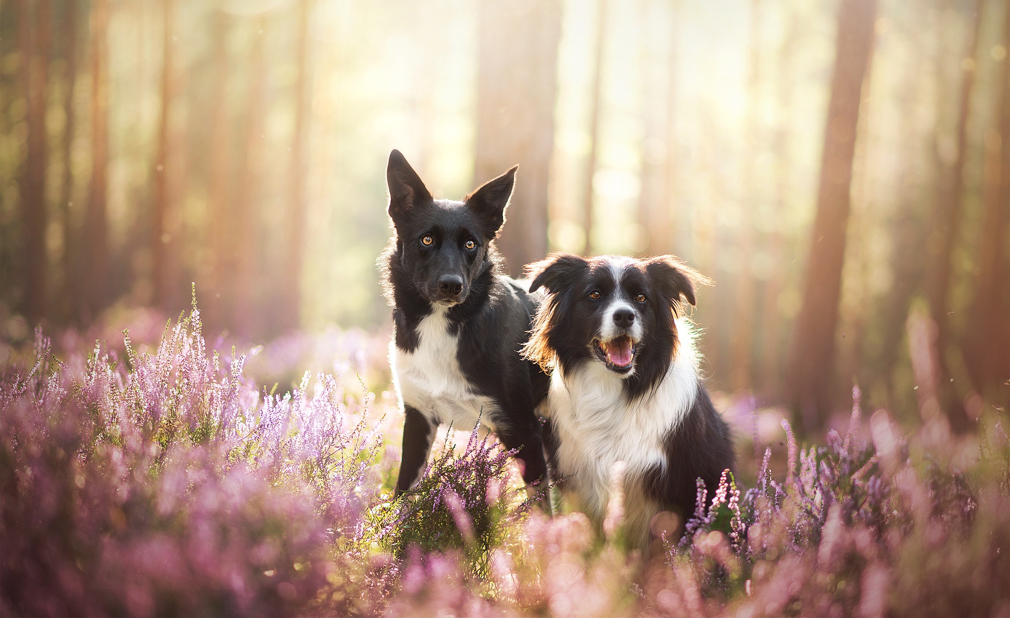 Download mobile wallpaper Dogs, Flower, Dog, Animal, Sunny, Border Collie, Purple Flower for free.