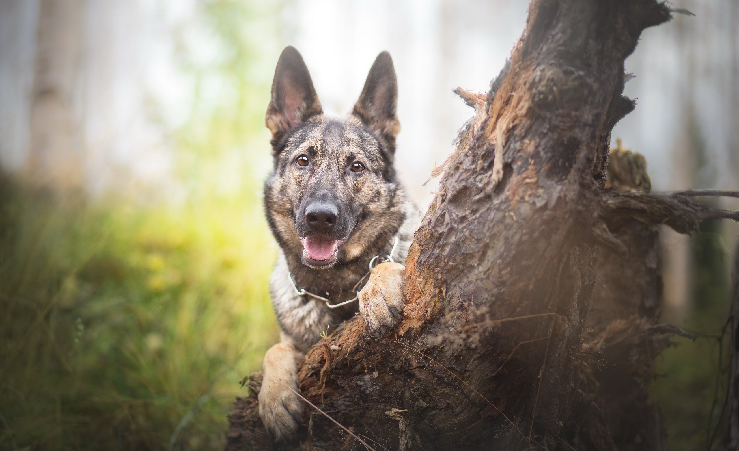 Download mobile wallpaper Dogs, Dog, Muzzle, Blur, Animal, German Shepherd for free.