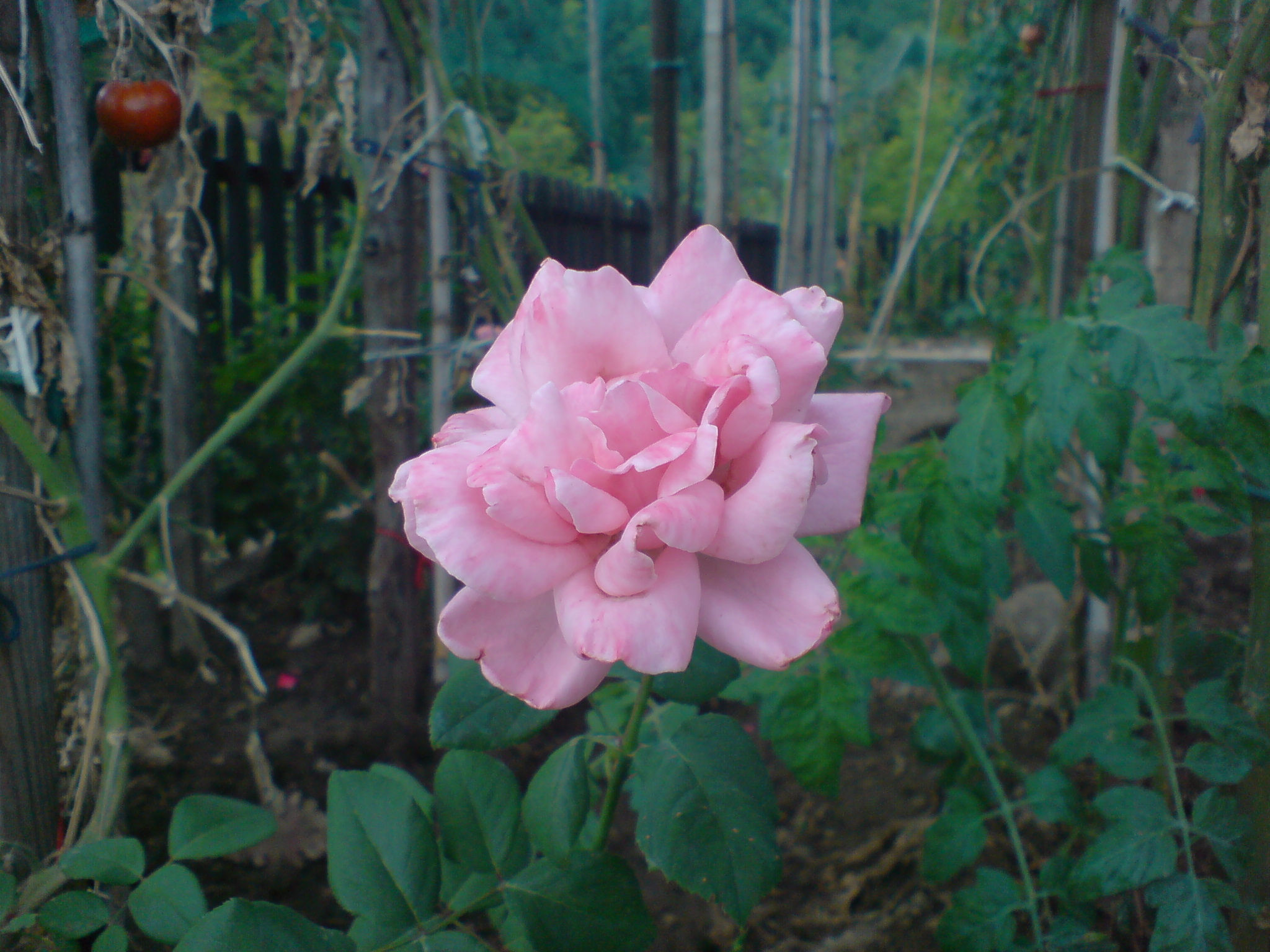 Téléchargez gratuitement l'image Fleurs, Rose, Terre/nature sur le bureau de votre PC