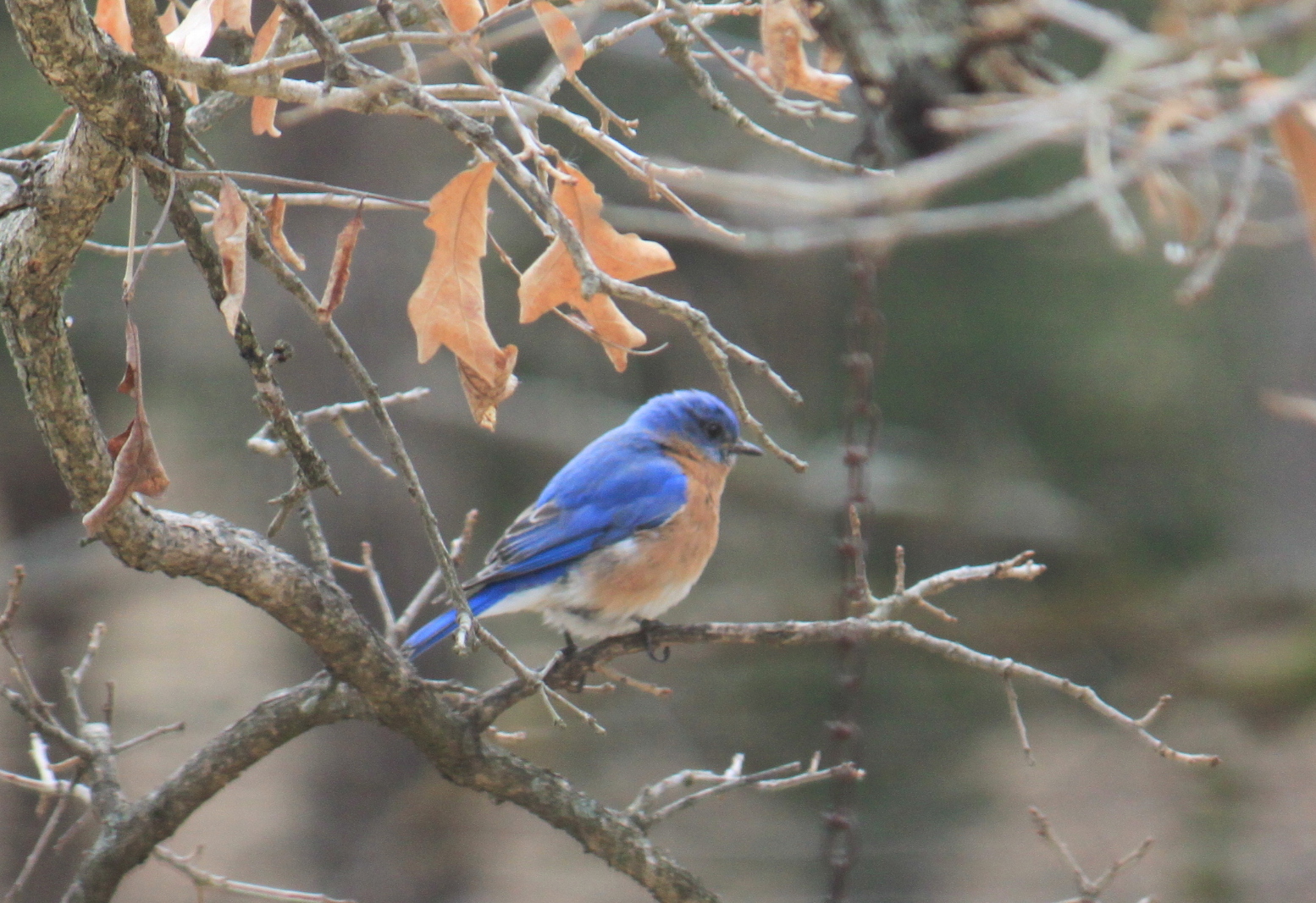 Free download wallpaper Bird, Birds, Animal on your PC desktop