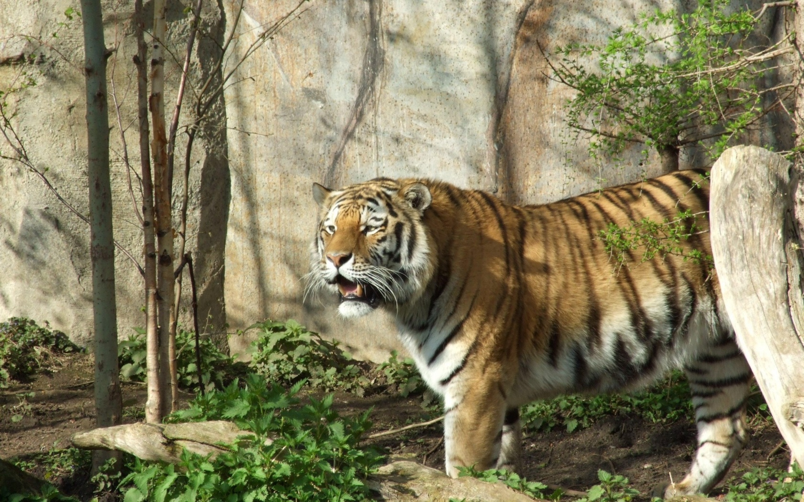 Baixar papel de parede para celular de Animais, Gatos, Tigre gratuito.