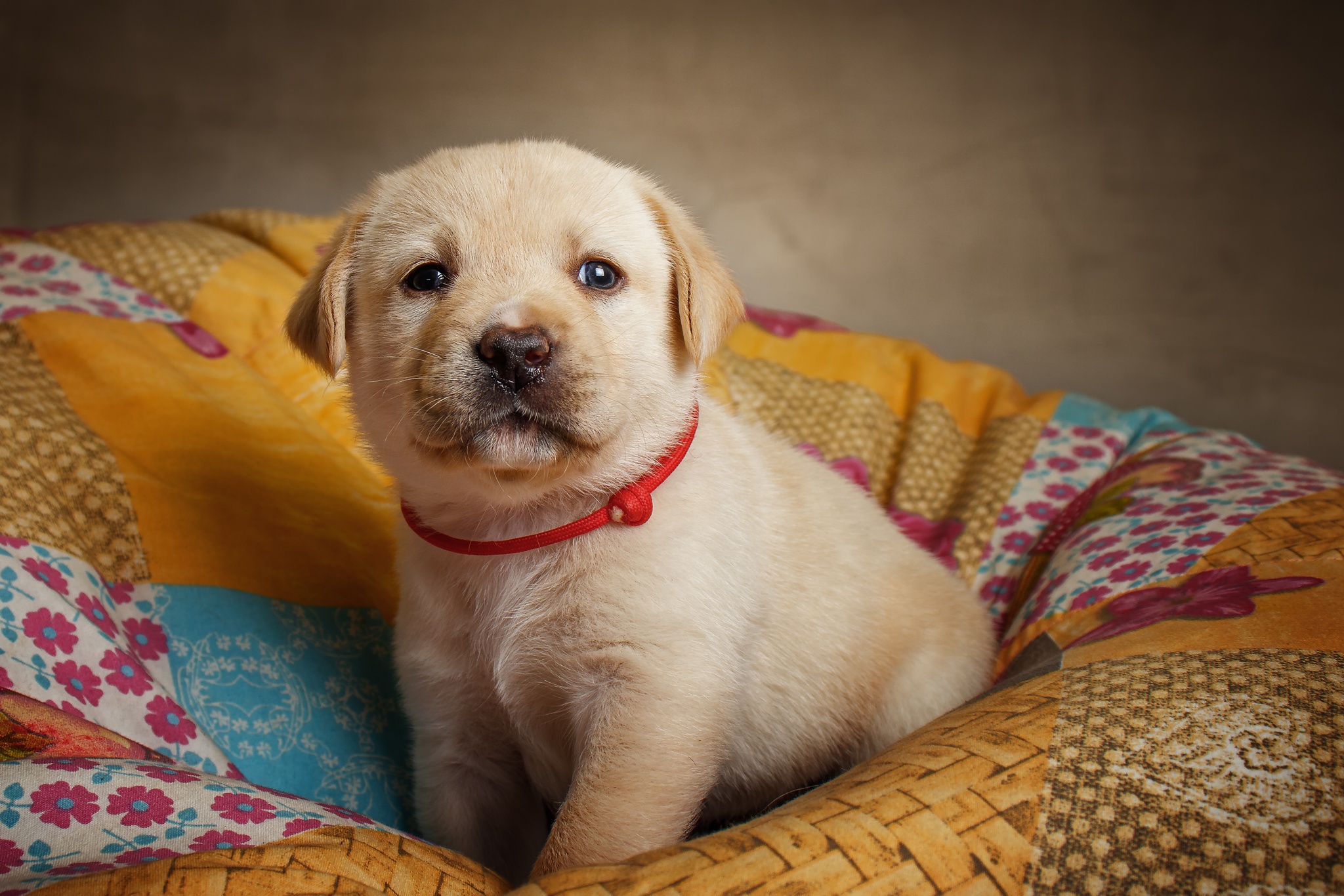 Free download wallpaper Dogs, Dog, Animal, Puppy, Labrador, Baby Animal on your PC desktop