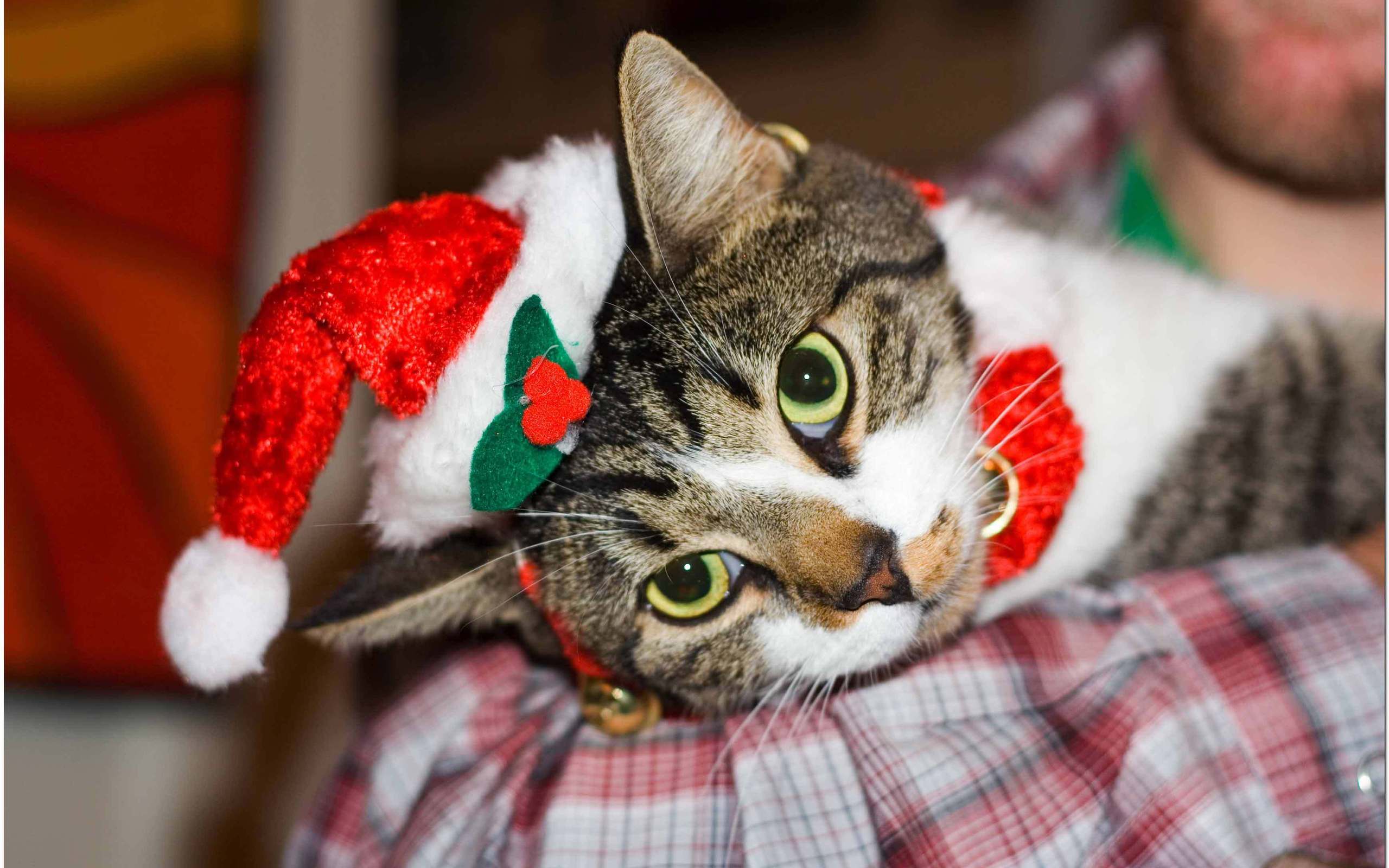 Laden Sie das Feiertage, Weihnachten, Katze, Weihnachtsmütze-Bild kostenlos auf Ihren PC-Desktop herunter