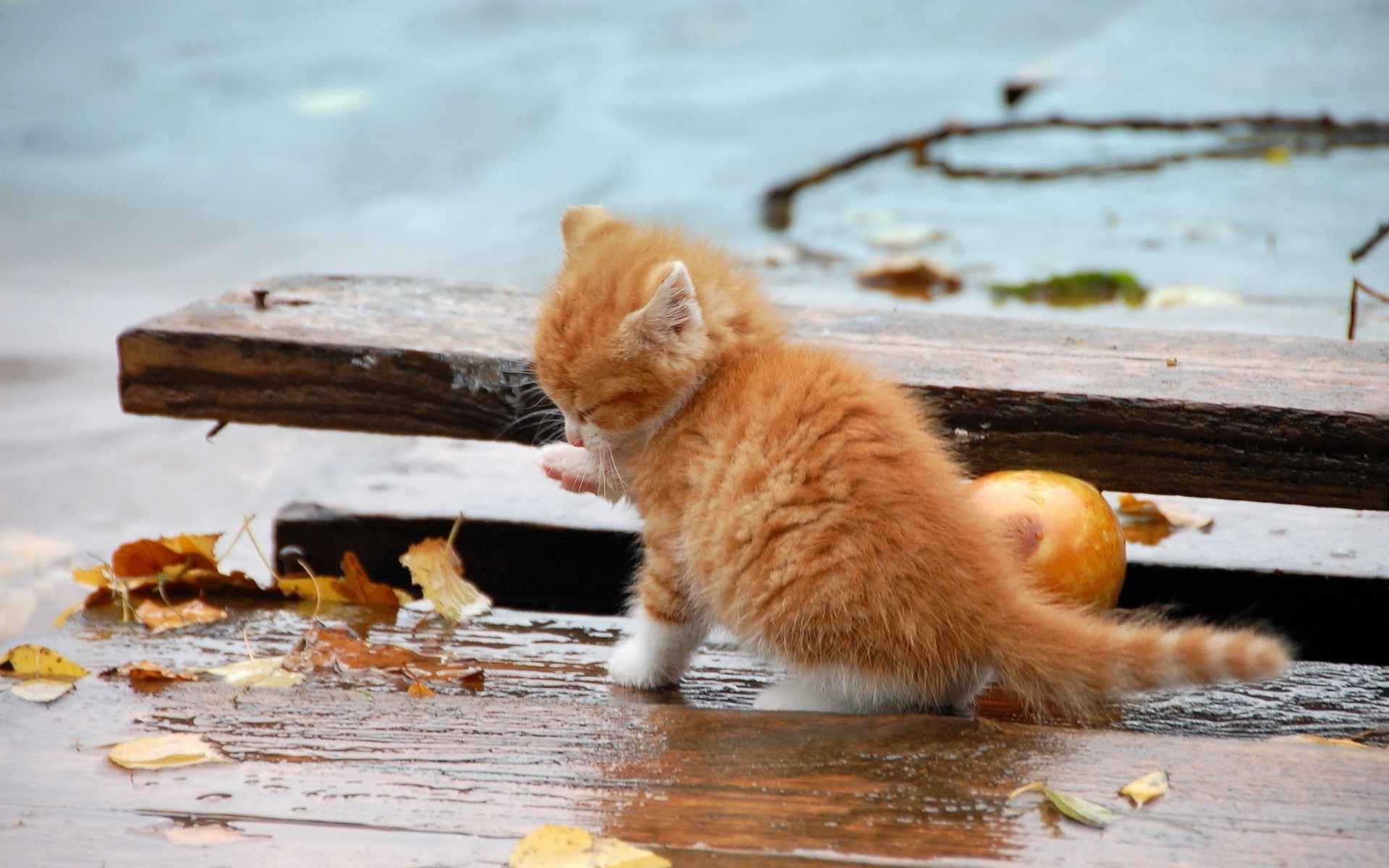 Handy-Wallpaper Tiere, Katzen, Katze kostenlos herunterladen.