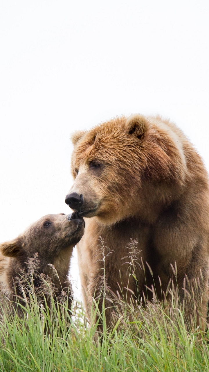 Baixar papel de parede para celular de Animais, Urso, Ursos, Animal Bebê, Filhote, Urso Kodiak gratuito.