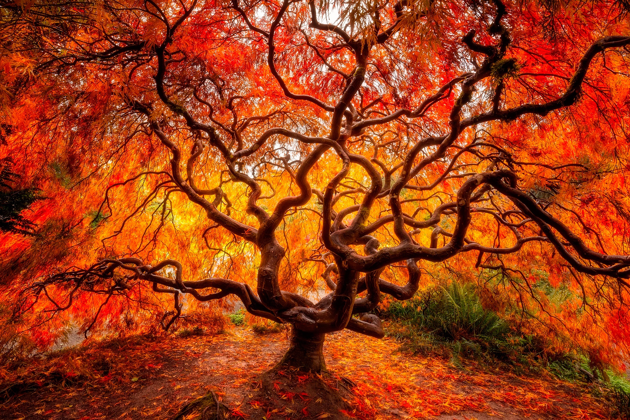 Скачать обои бесплатно Природа, Деревья, Осень, Дерево, Ветка, Земля/природа картинка на рабочий стол ПК