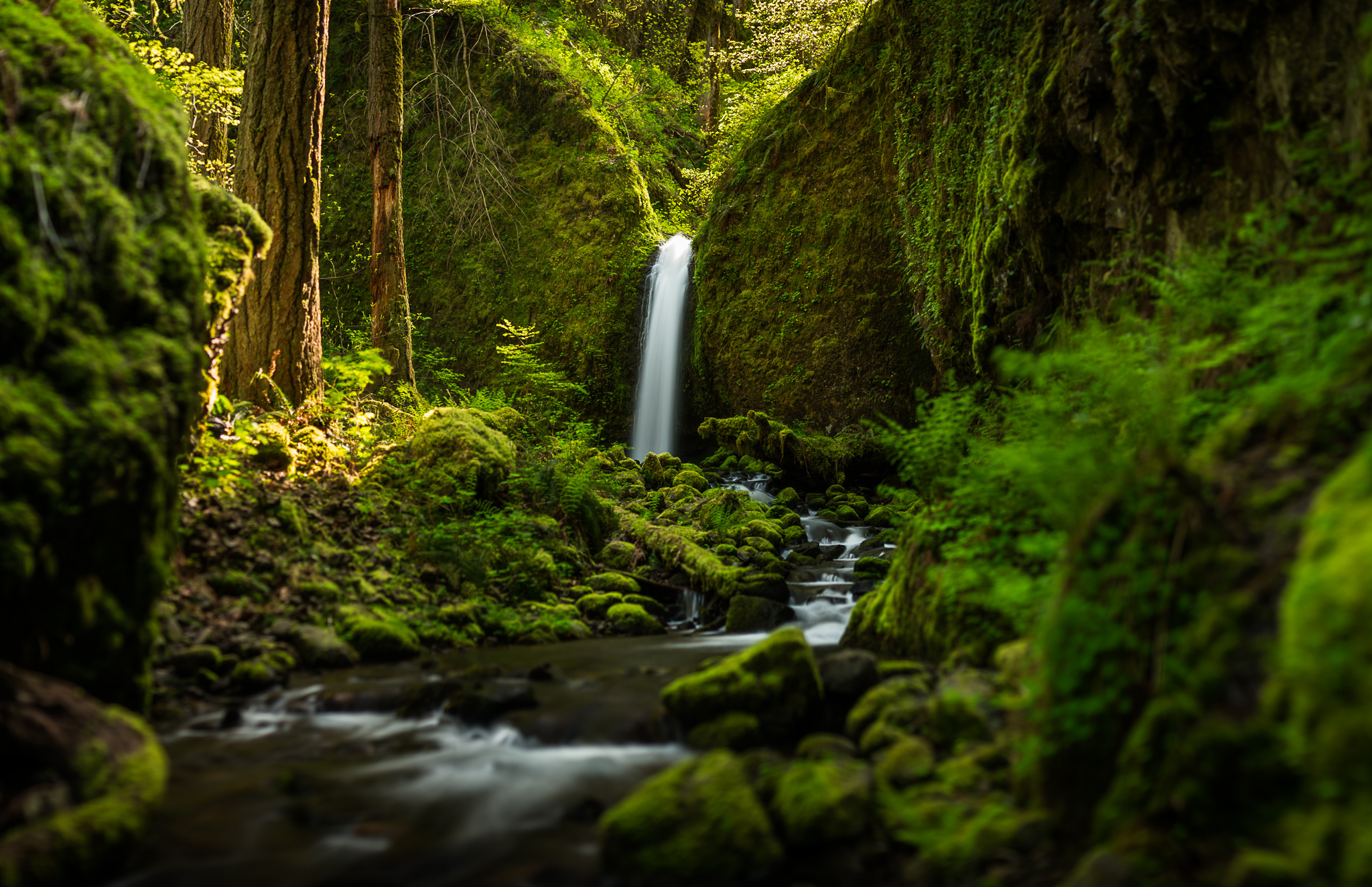 Laden Sie das Wasserfälle, Farne, Wasserfall, Wald, Baum, Moos, Strom, Erde/natur-Bild kostenlos auf Ihren PC-Desktop herunter