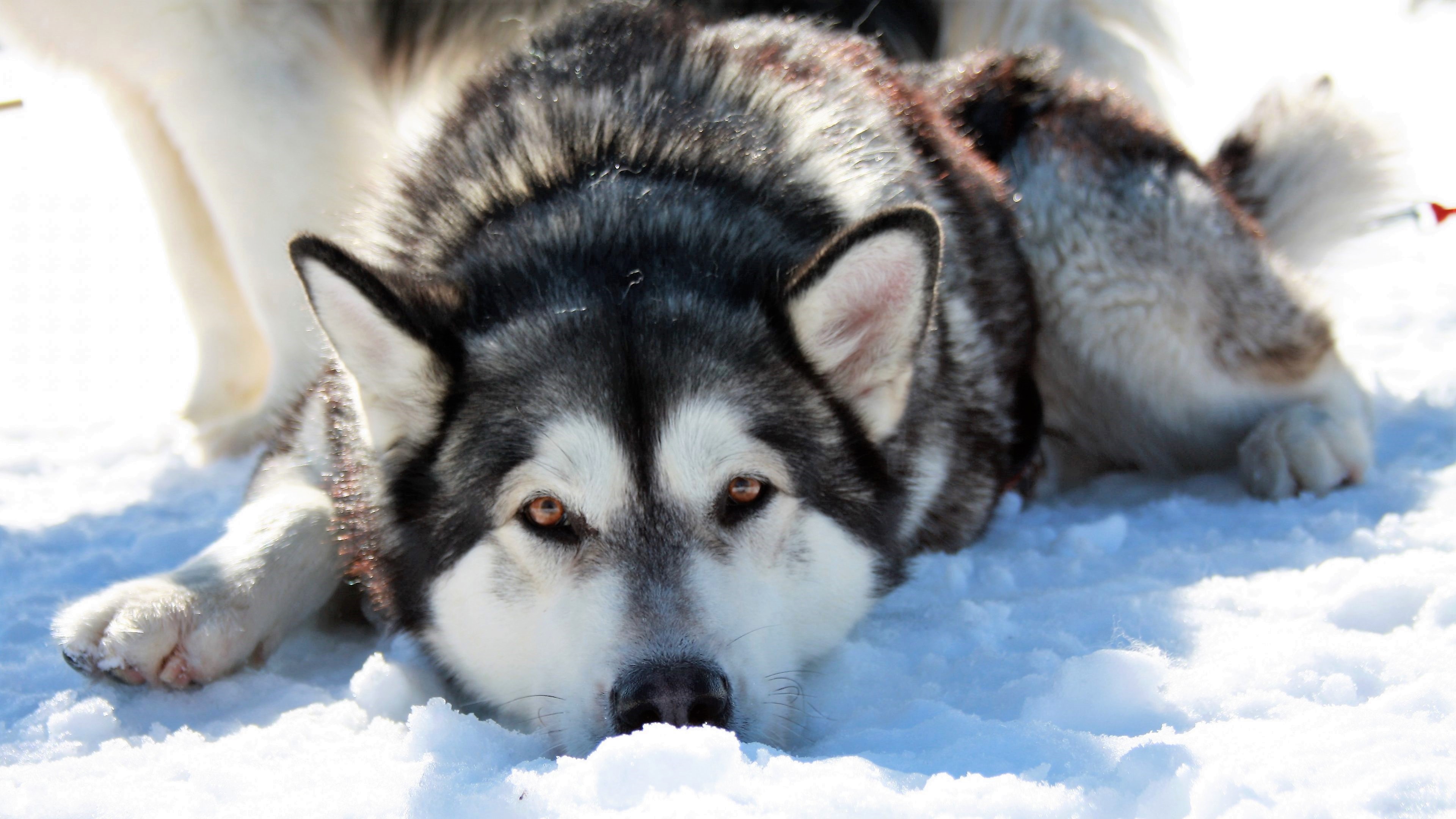 Download mobile wallpaper Dogs, Snow, Dog, Animal, Husky, Siberian Husky for free.