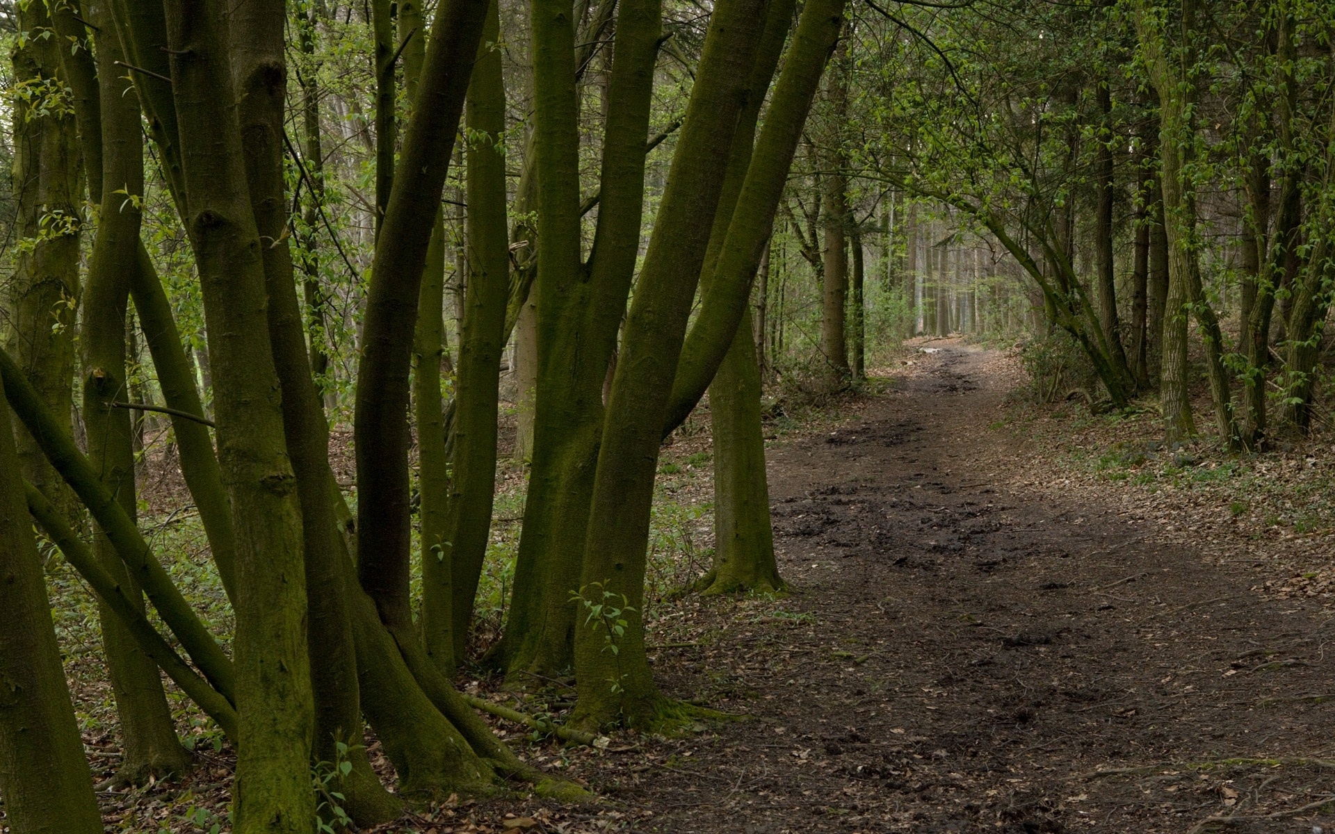 Descarga gratuita de fondo de pantalla para móvil de Naturaleza, Camino, Bosque, Tierra/naturaleza.