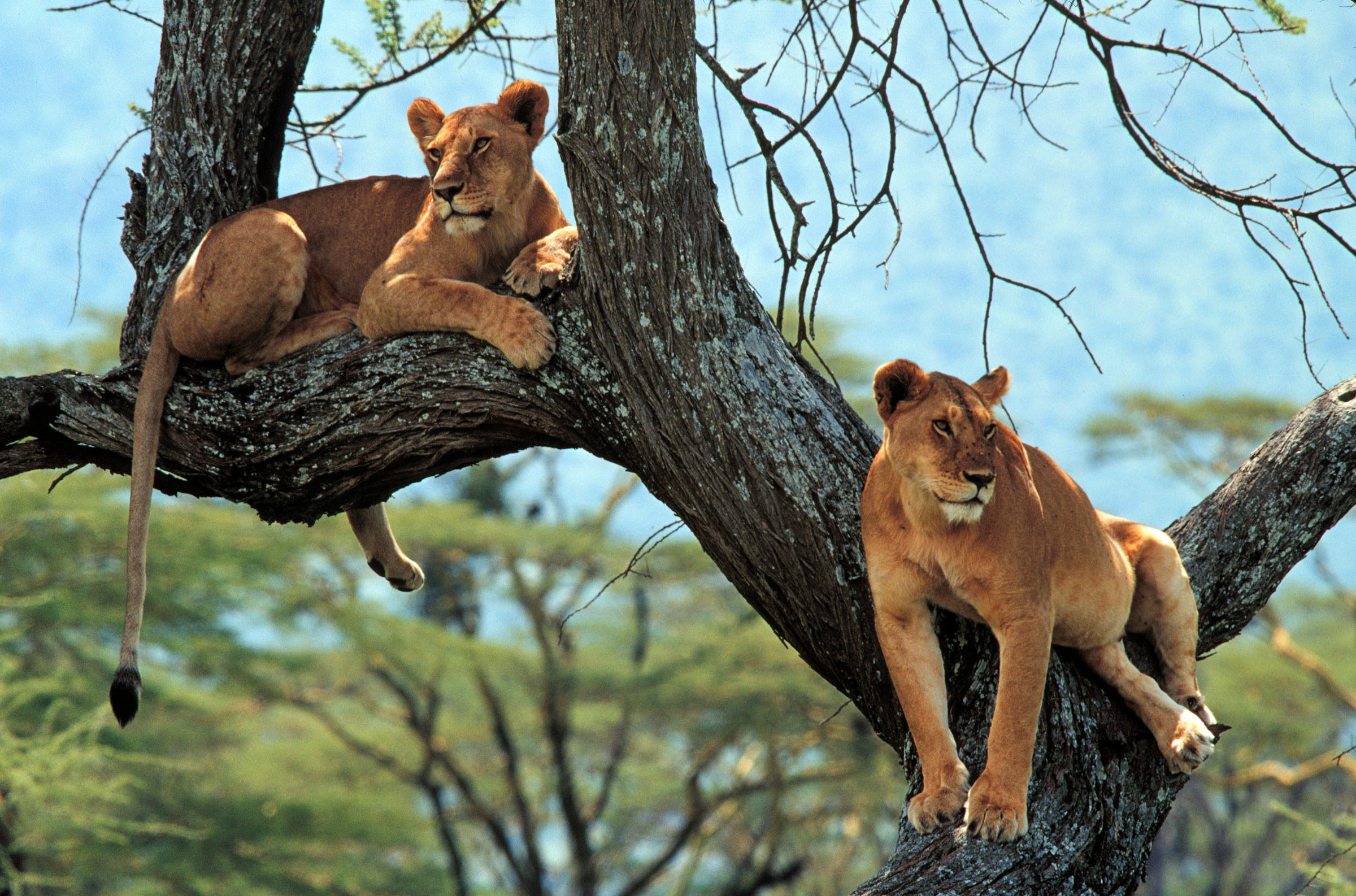 Téléchargez gratuitement l'image Animaux, Chats, Lion sur le bureau de votre PC