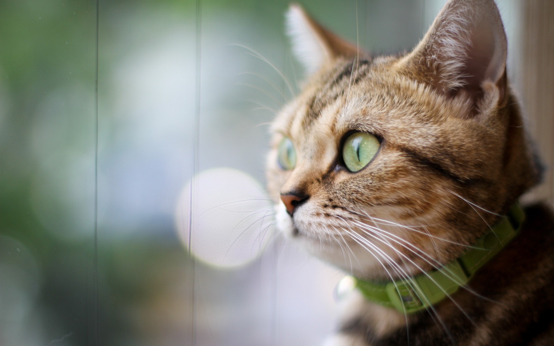 Téléchargez gratuitement l'image Animaux, Chats, Chat sur le bureau de votre PC