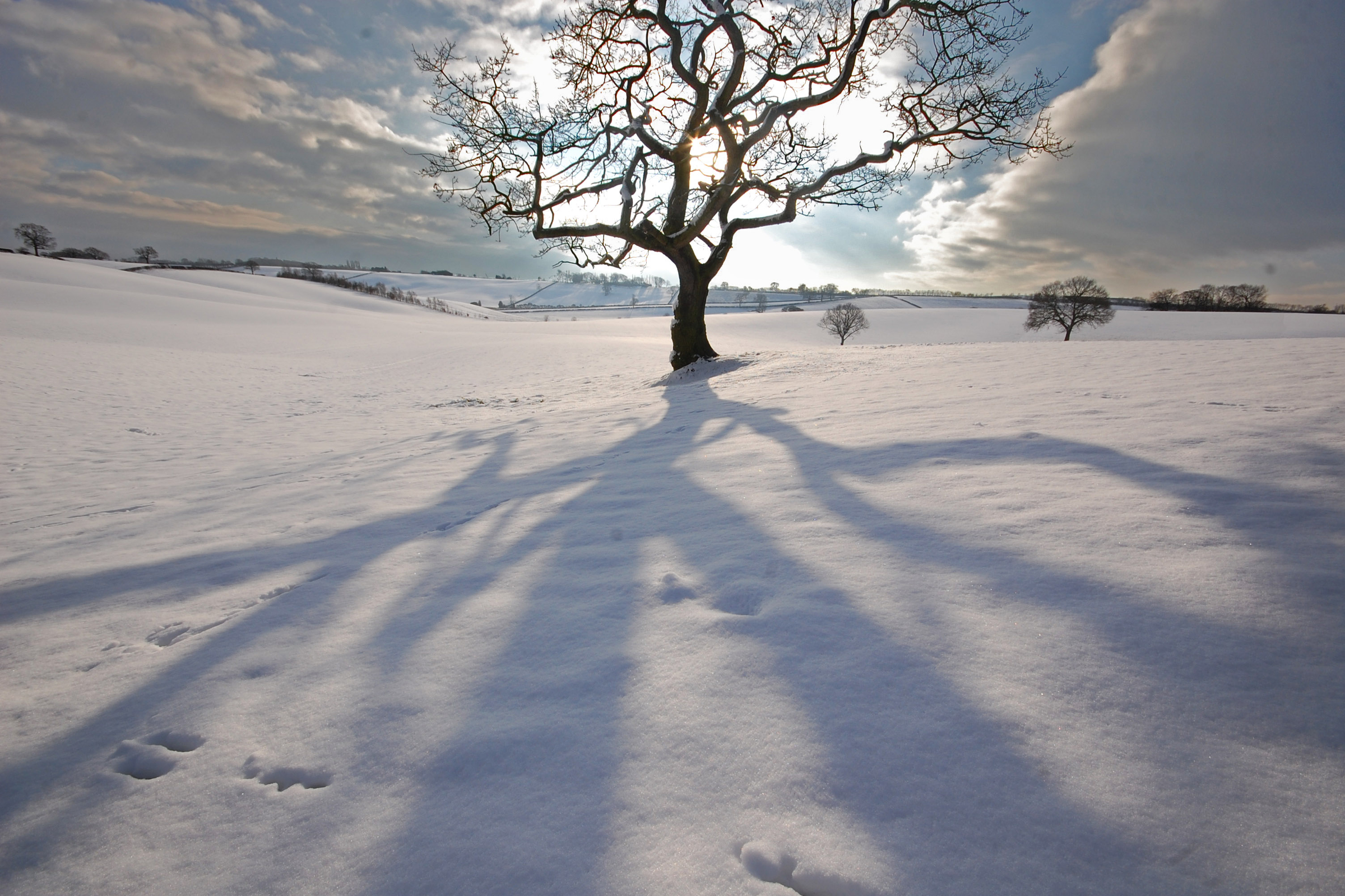 Free download wallpaper Winter, Snow, Tree, Earth, Shadow on your PC desktop