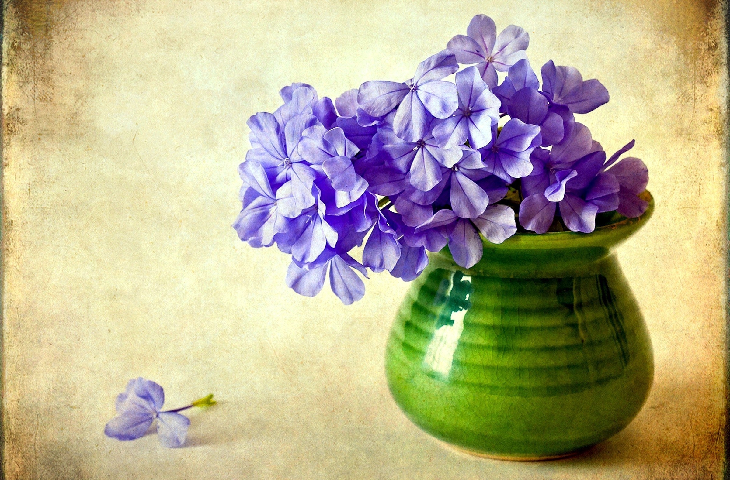Laden Sie das Vase, Phlox, Blumen, Hintergrund-Bild kostenlos auf Ihren PC-Desktop herunter