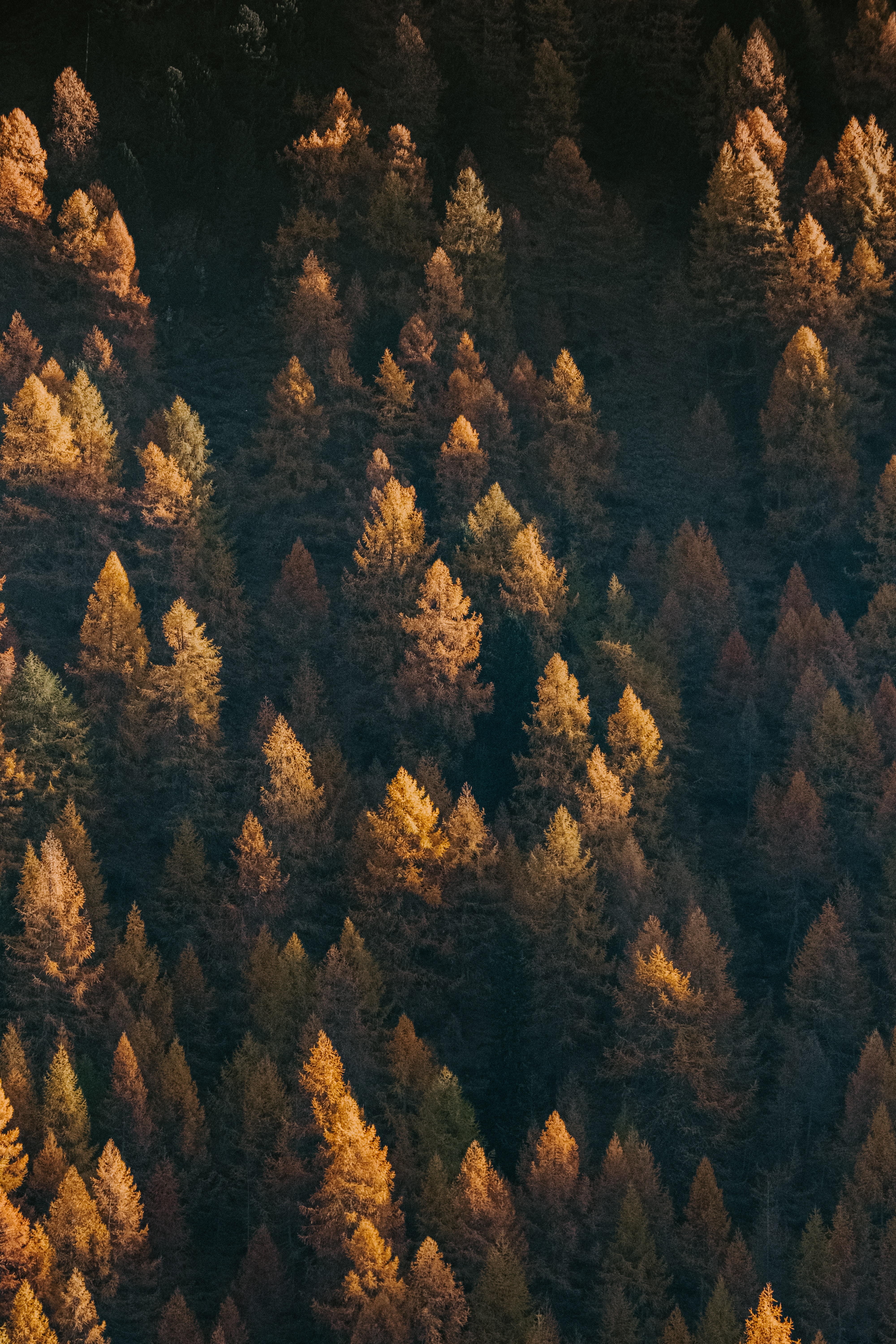 tops, nature, trees, view from above, top, coniferous, forest