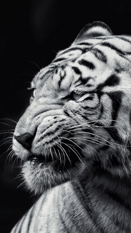 Descarga gratuita de fondo de pantalla para móvil de Animales, Gatos, Tigre Blanco.